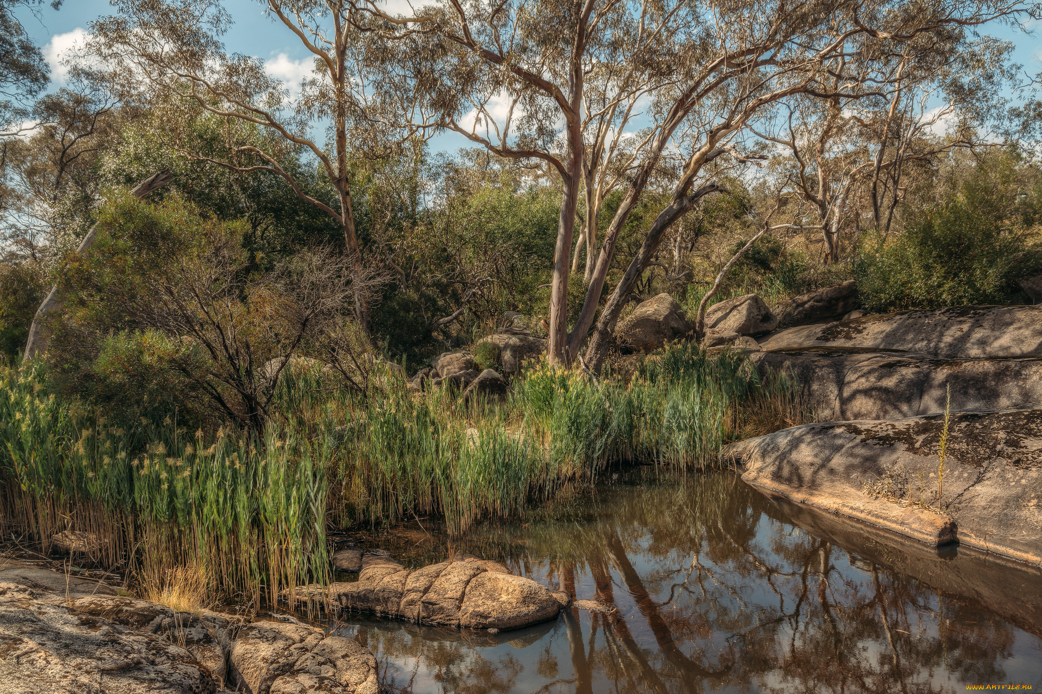 природа, реки, озера, лес, река