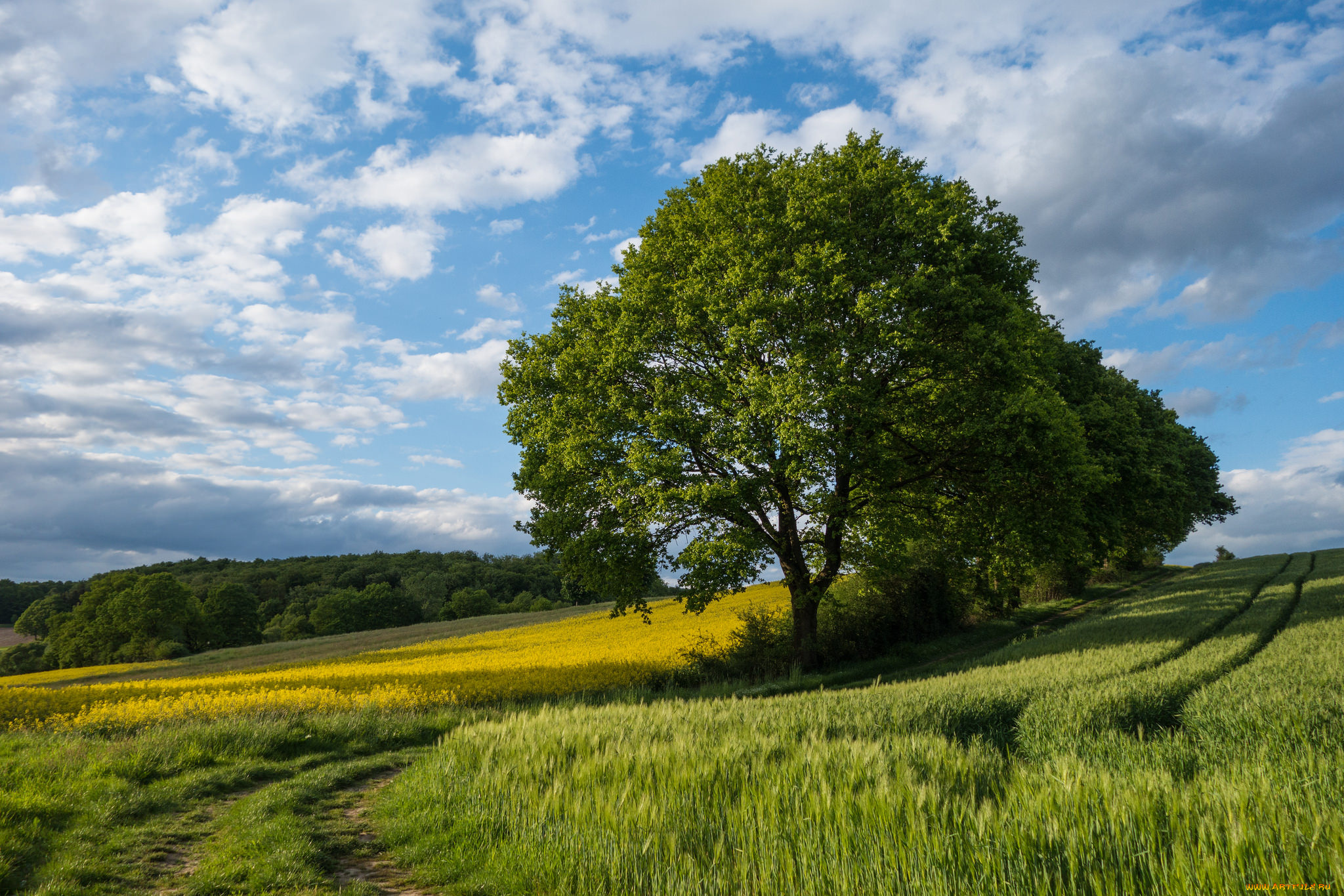 природа, деревья, колея, поле, дерево