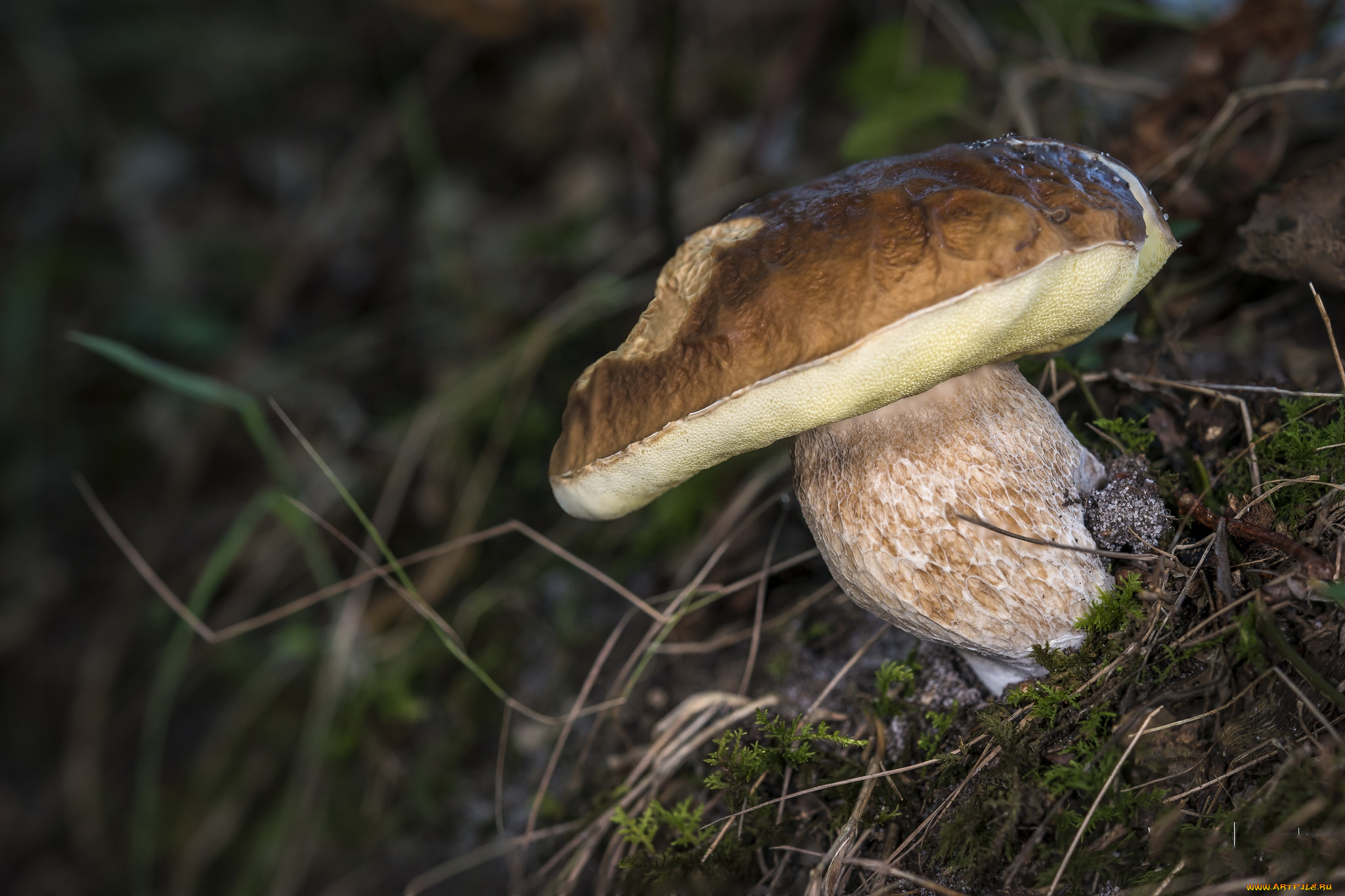 природа, грибы, белый