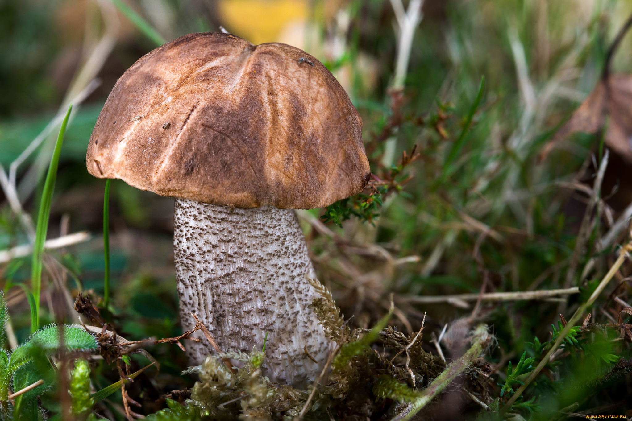 природа, грибы, подберезовик