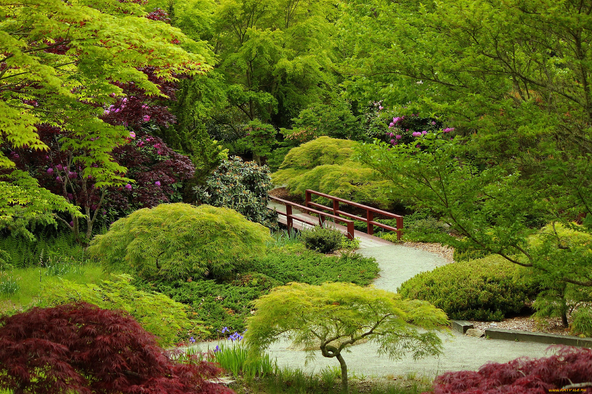 природа, парк, дорожка, мостик