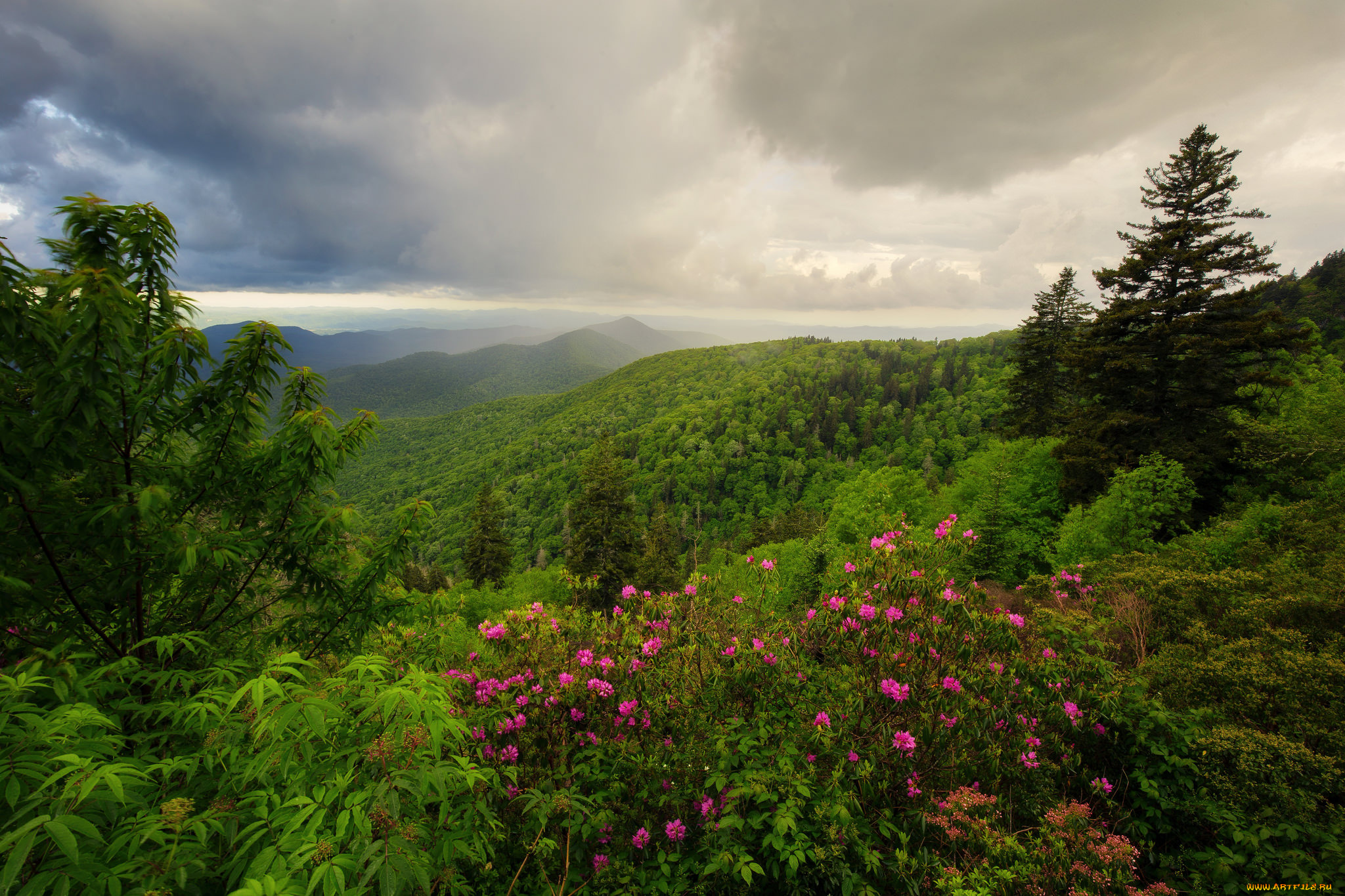 природа, пейзажи, цветы, лес, холмы