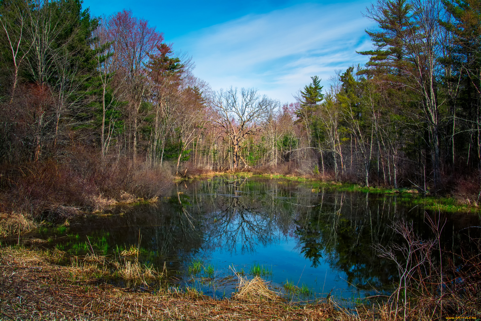 природа, реки, озера, лес, река