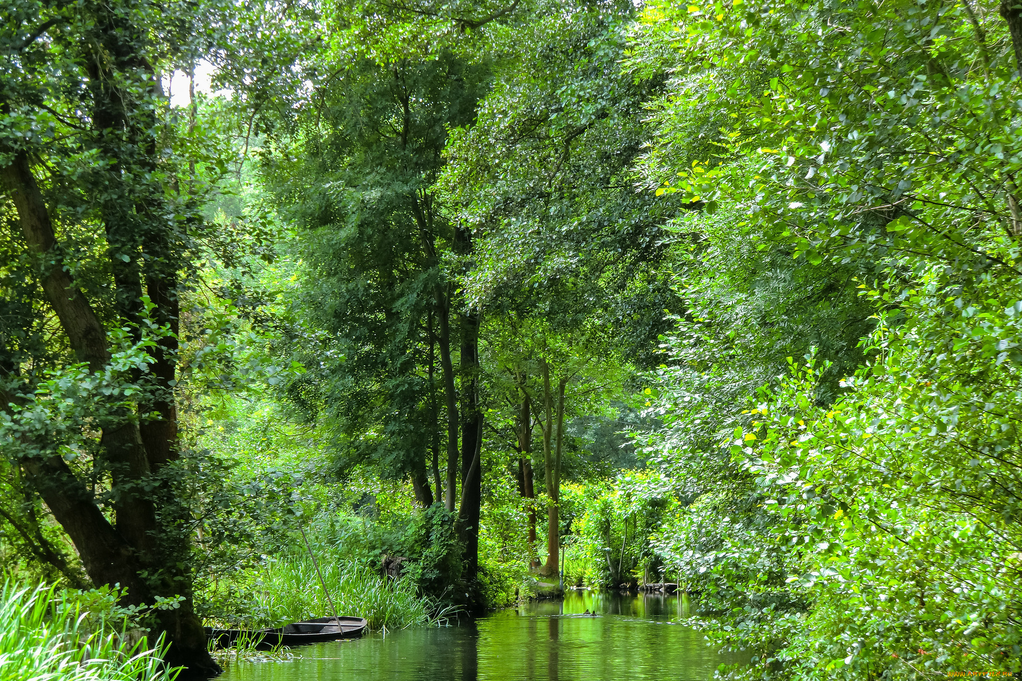 природа, реки, озера, река, лес