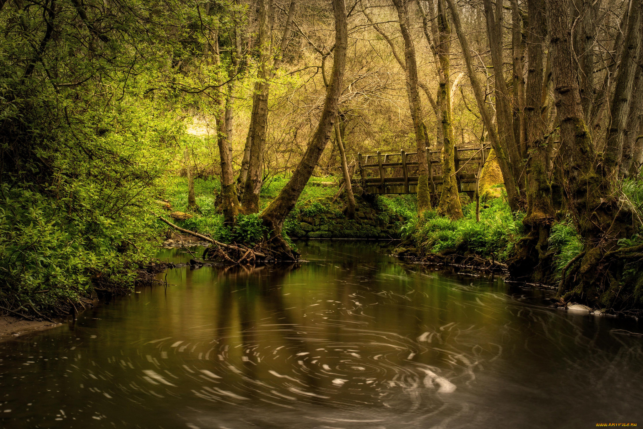 природа, реки, озера, река, лес