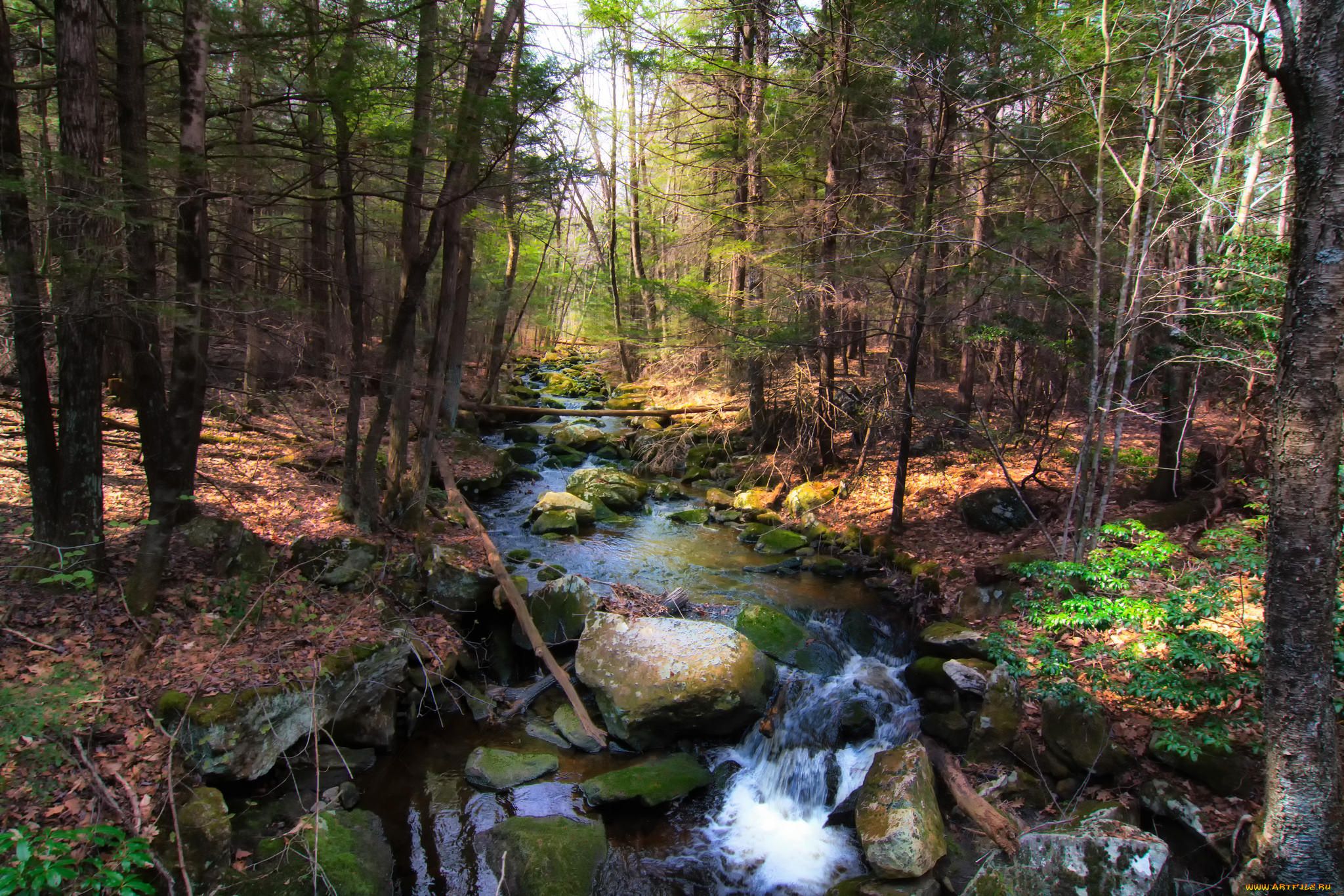 природа, реки, озера, река, лес