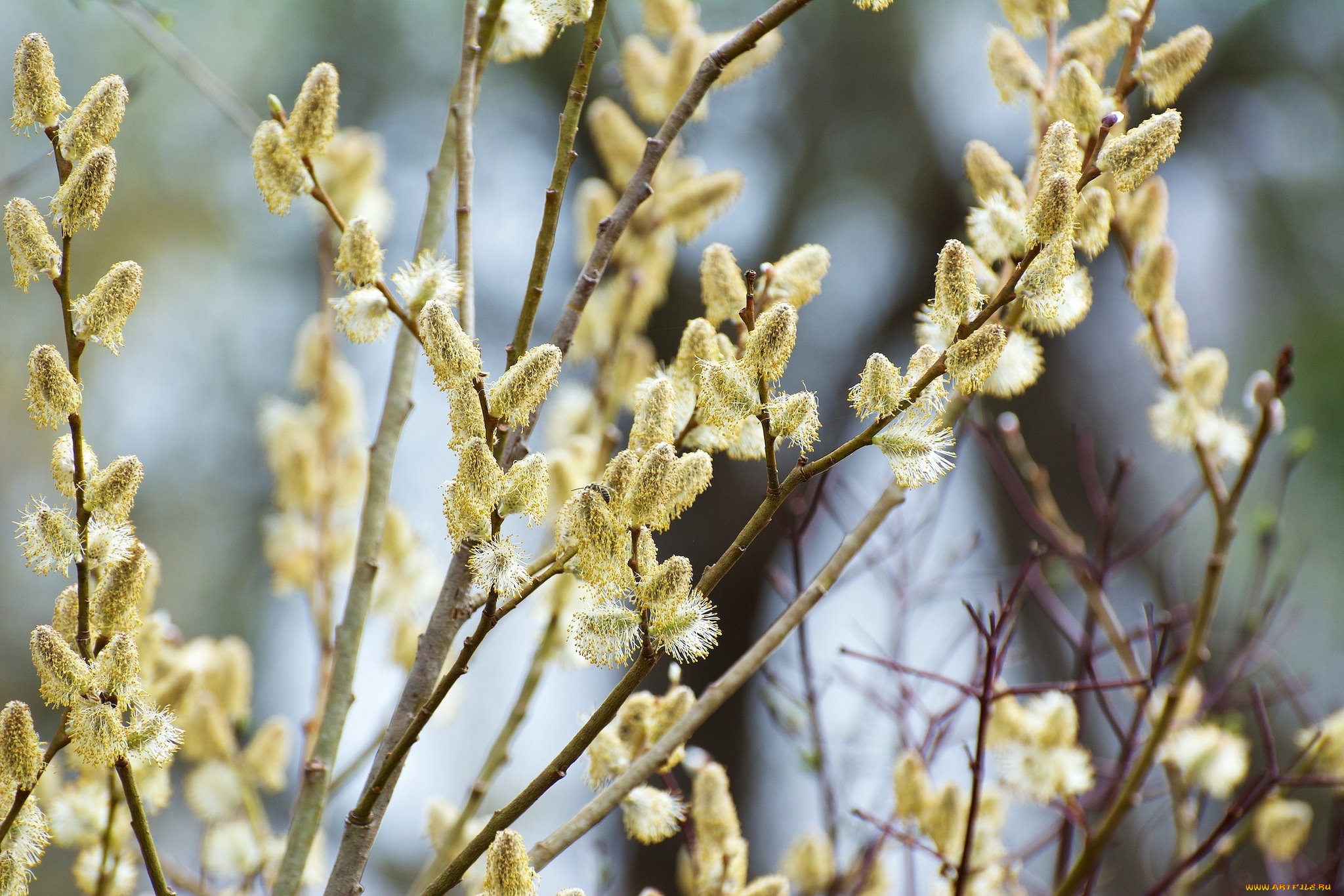 природа, макро, ветки, почки, весна