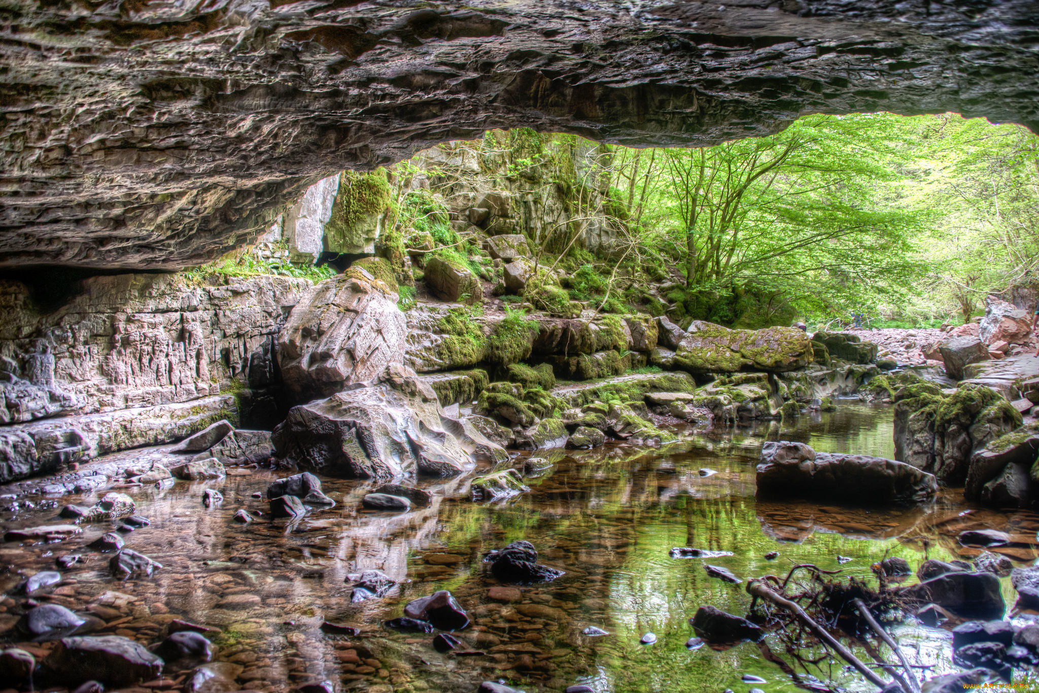 природа, реки, озера, река, лес