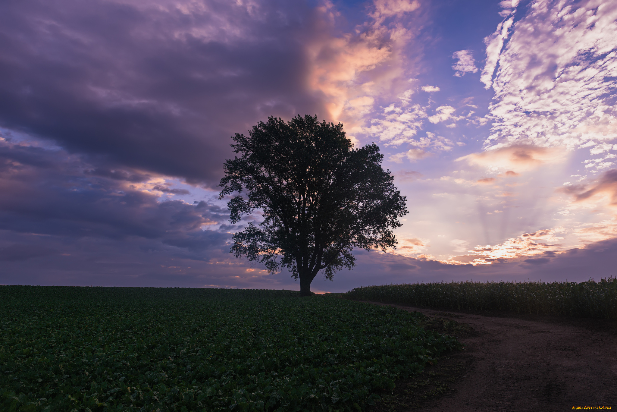 природа, деревья, небо, дерево, вечер