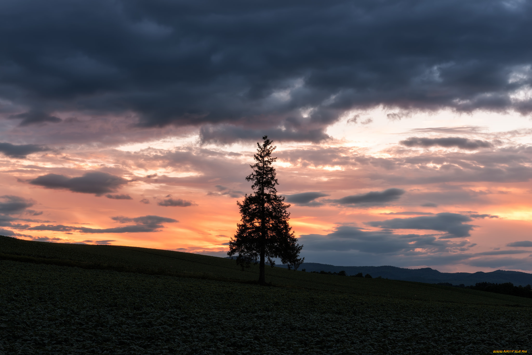природа, деревья, облака, ель, вечер, небо