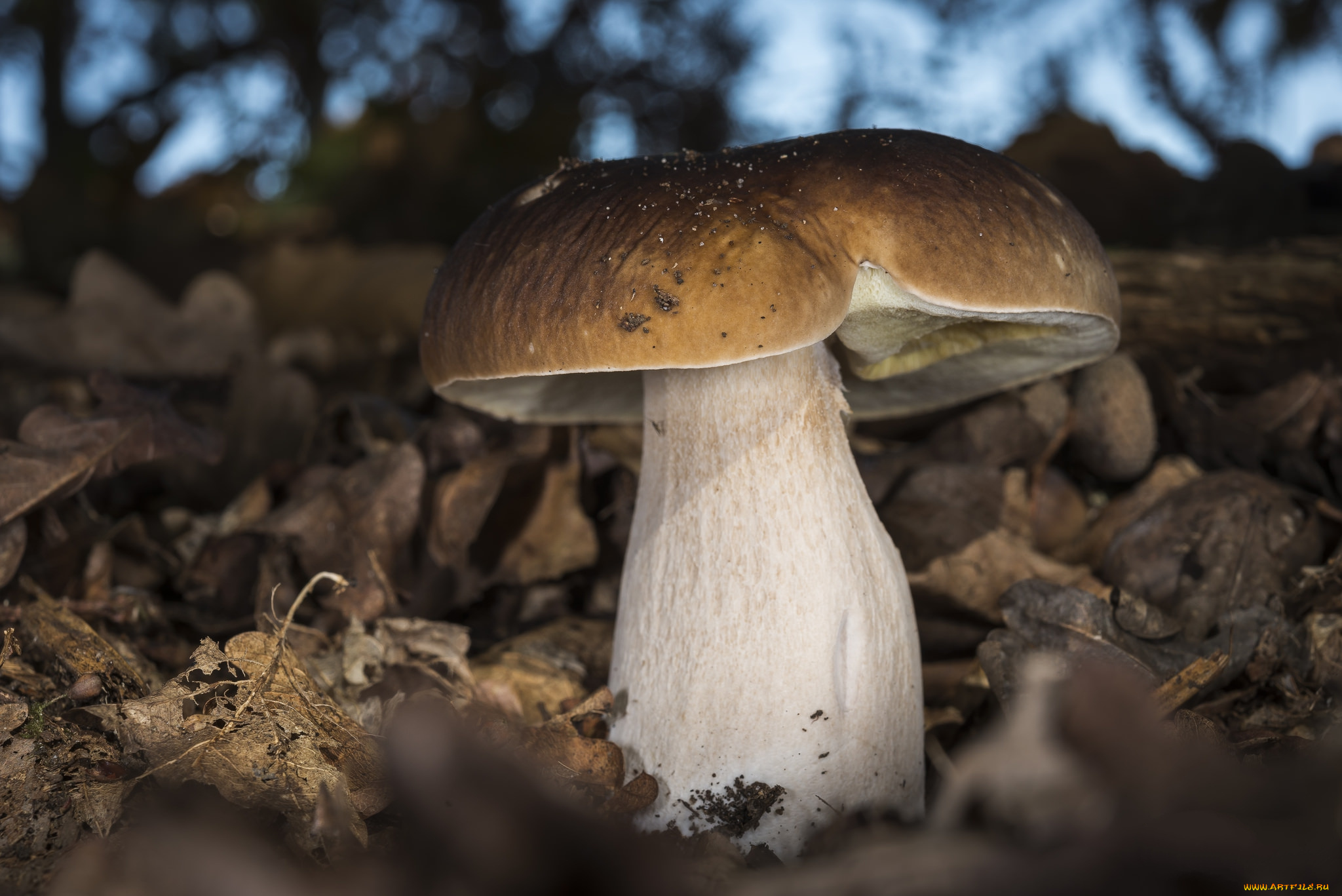 природа, грибы, белый