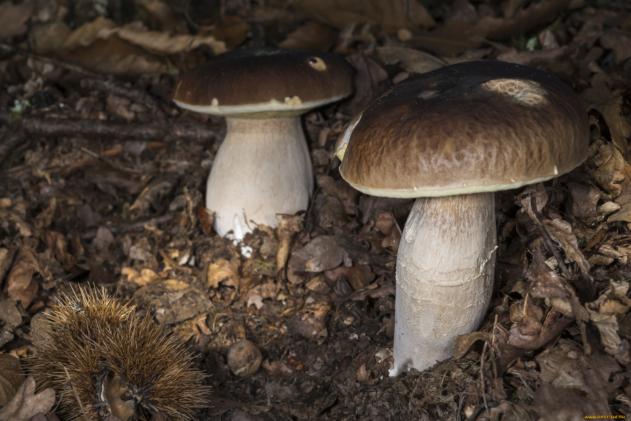 природа, грибы, белый