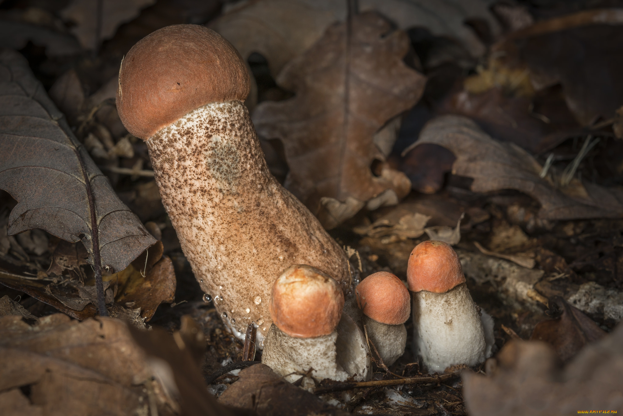 природа, грибы, подосиновики