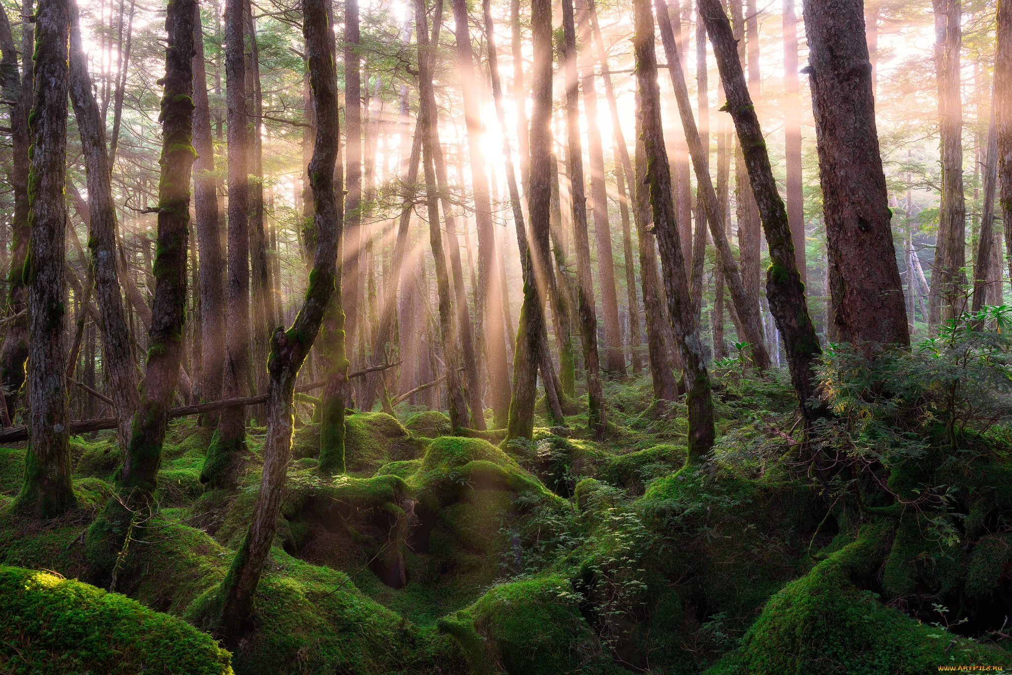 природа, лес, лучи, деревья