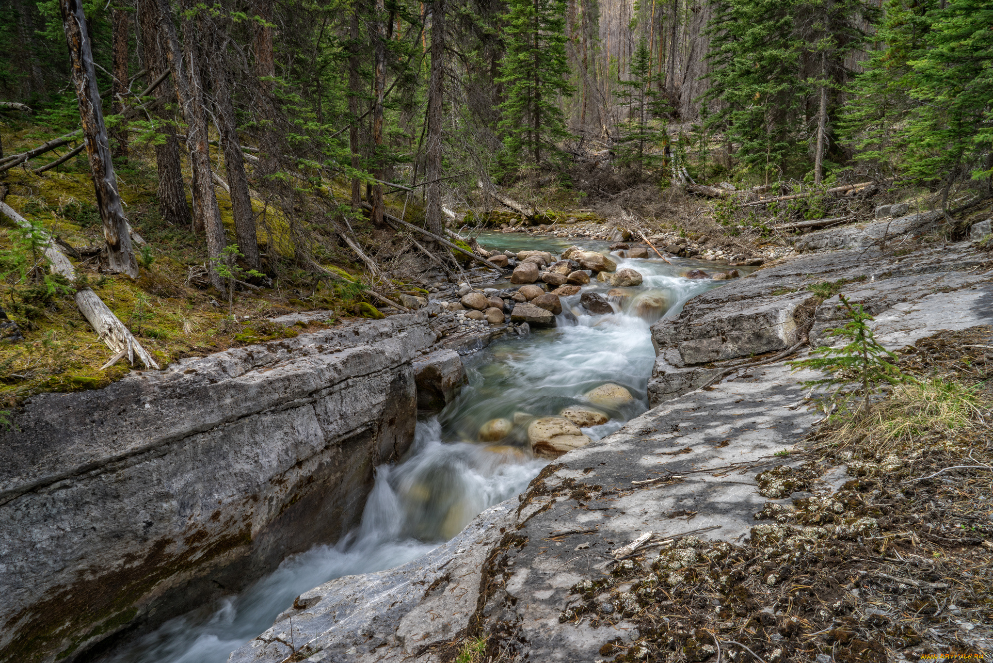 природа, реки, озера, лес, река