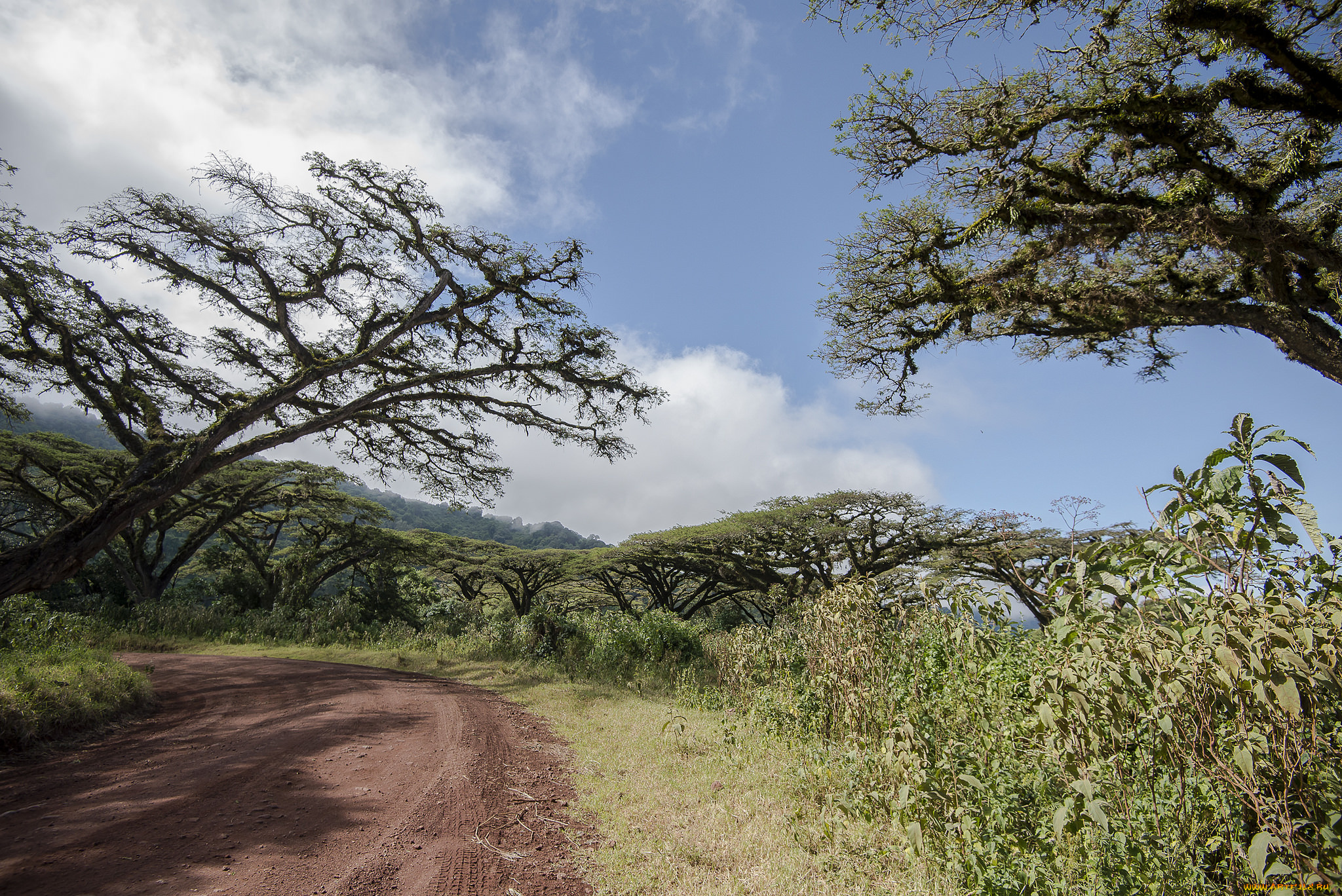 природа, дороги, тракт, лес