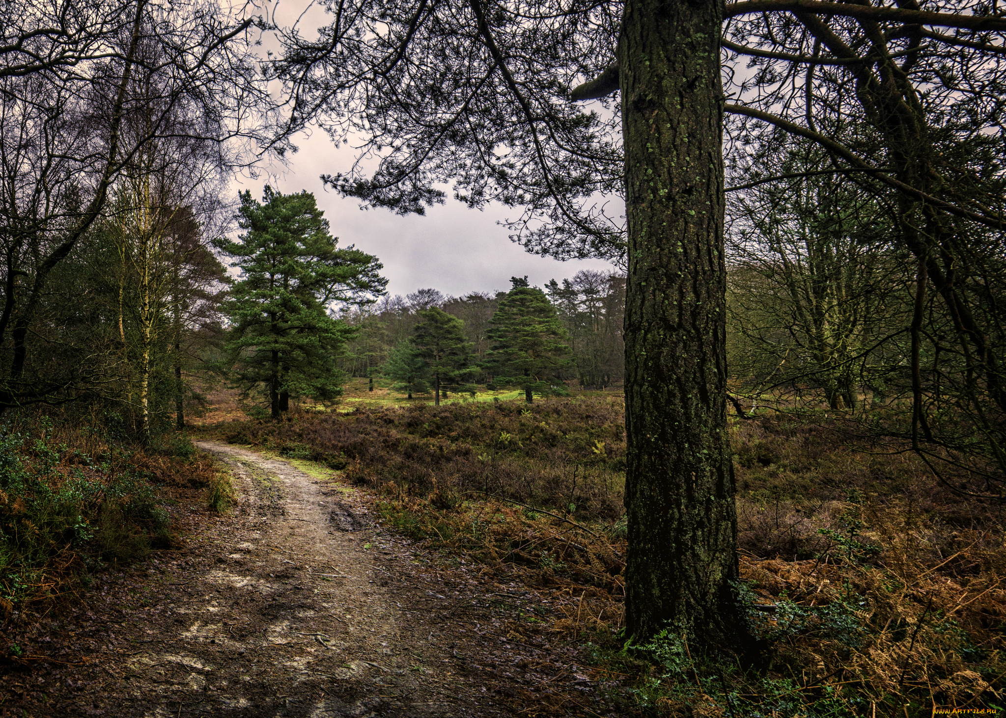 природа, дороги, тропа, лес