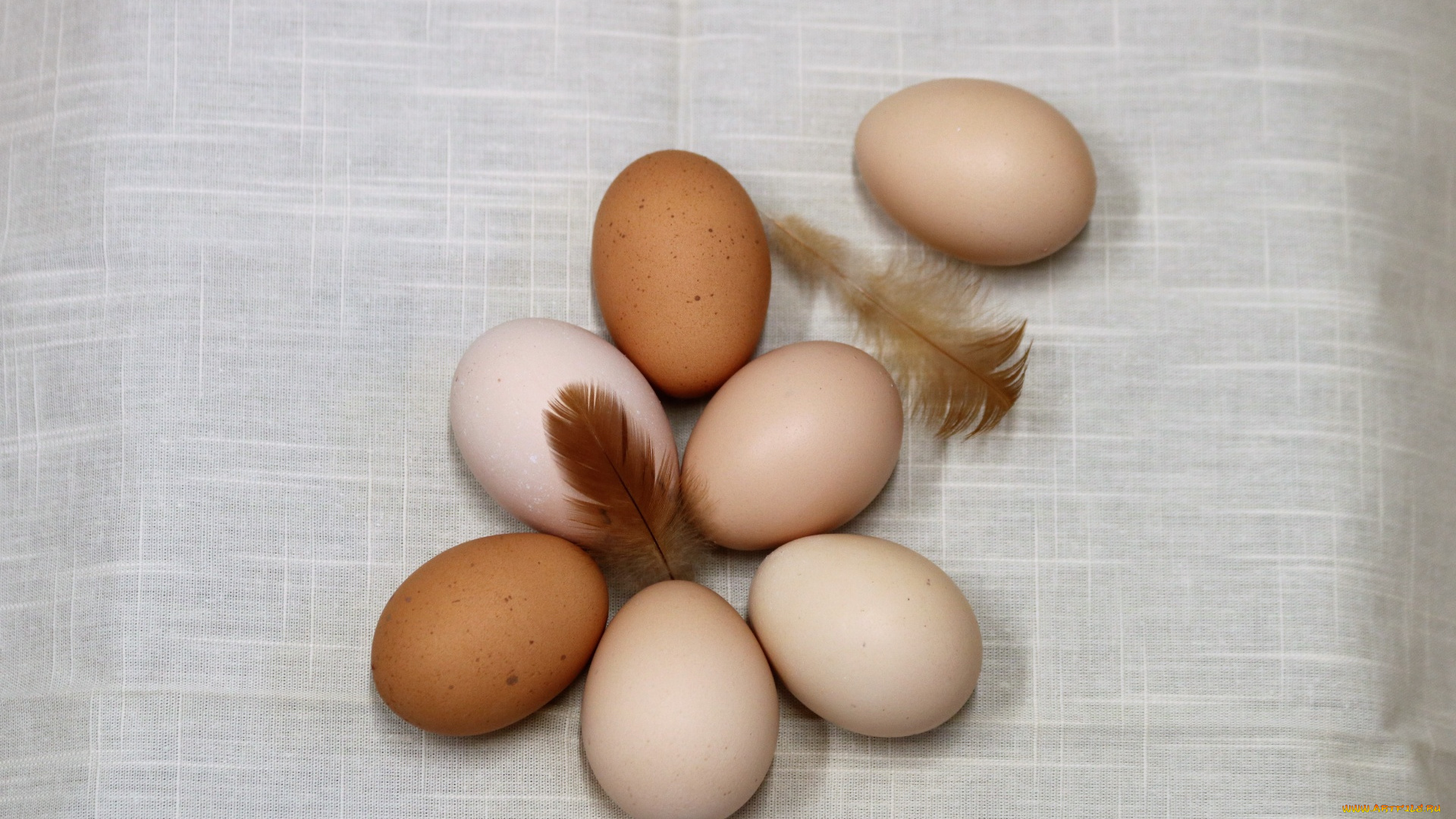 еда, Яйца, перышки, яйца, куриные