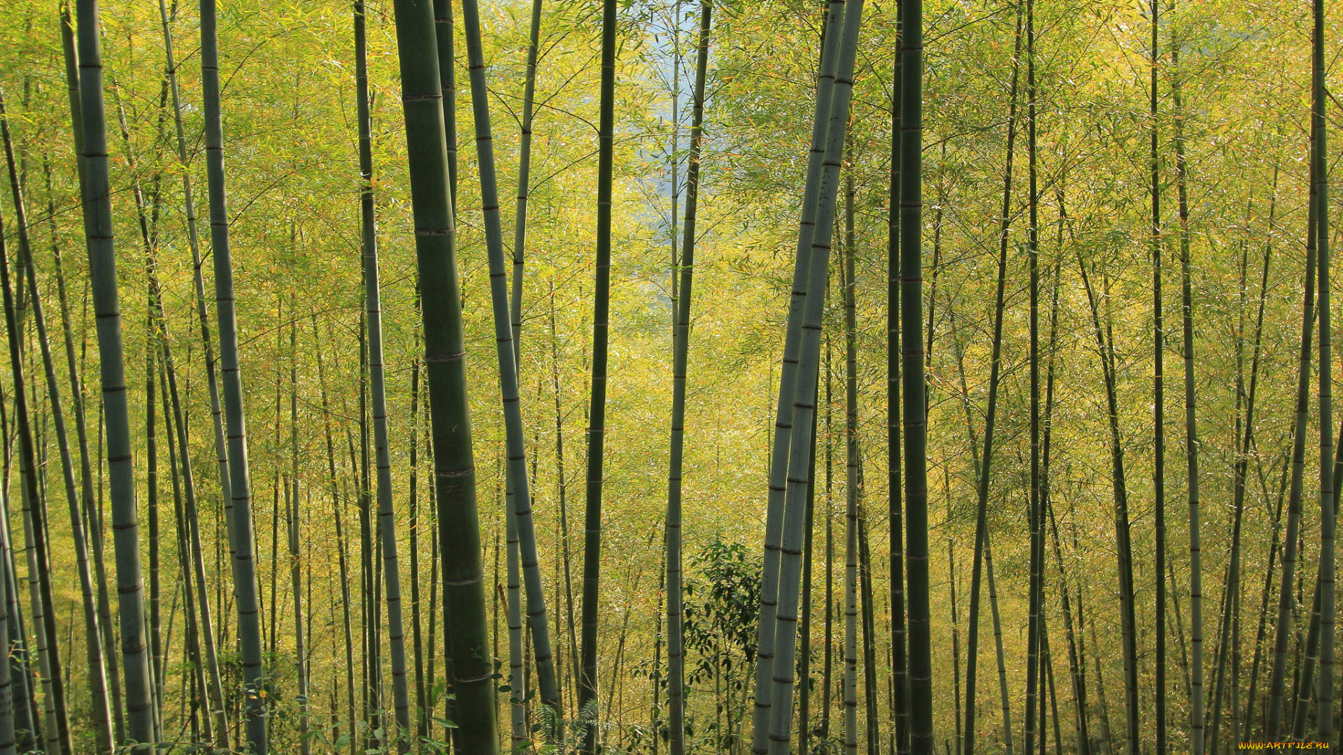 природа, лес, бамбук