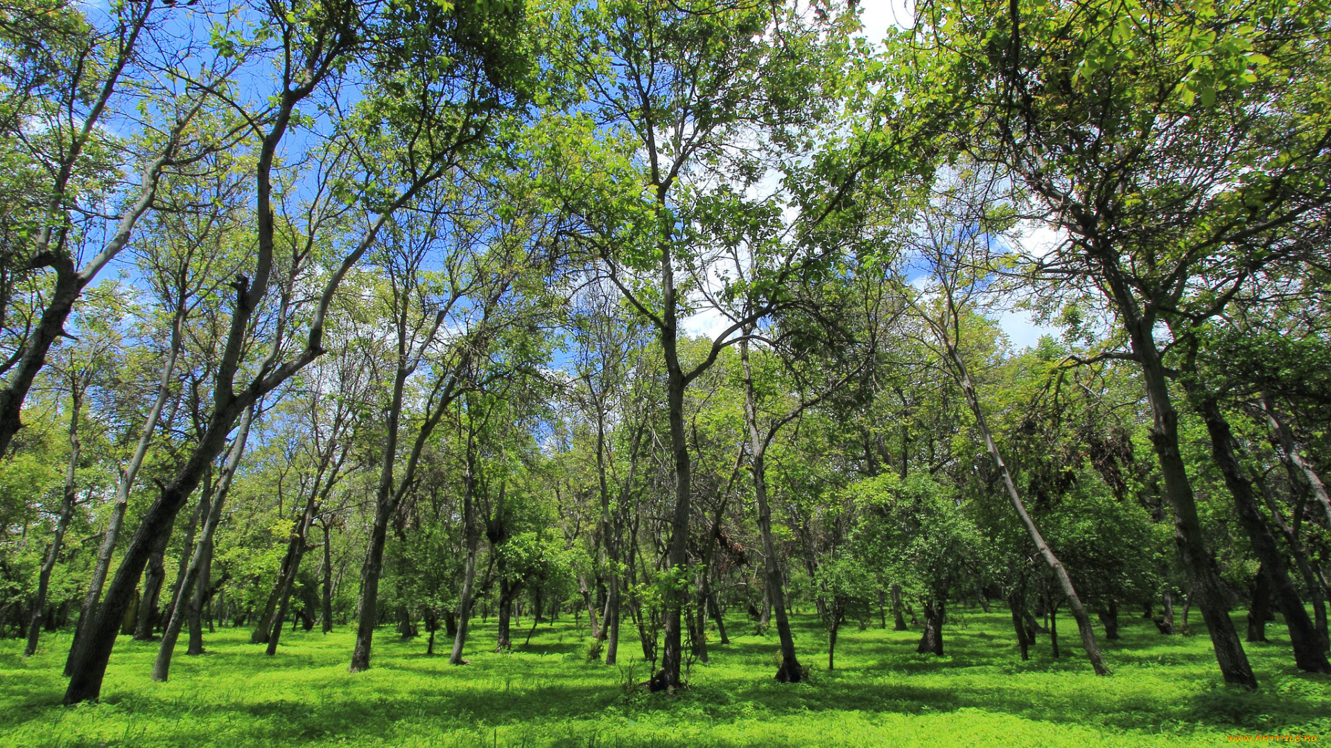 природа, лес, деревья