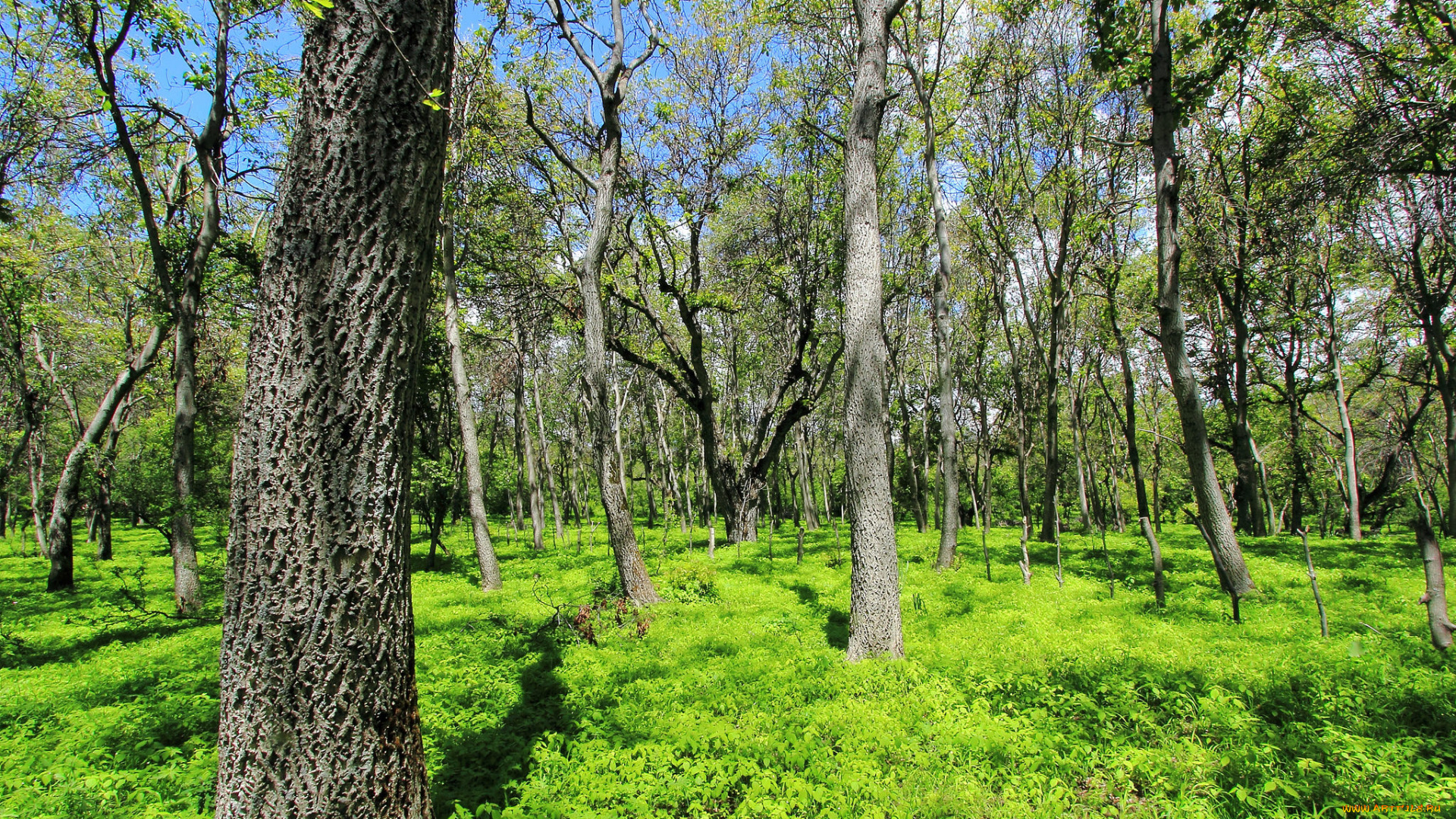 природа, лес, деревья