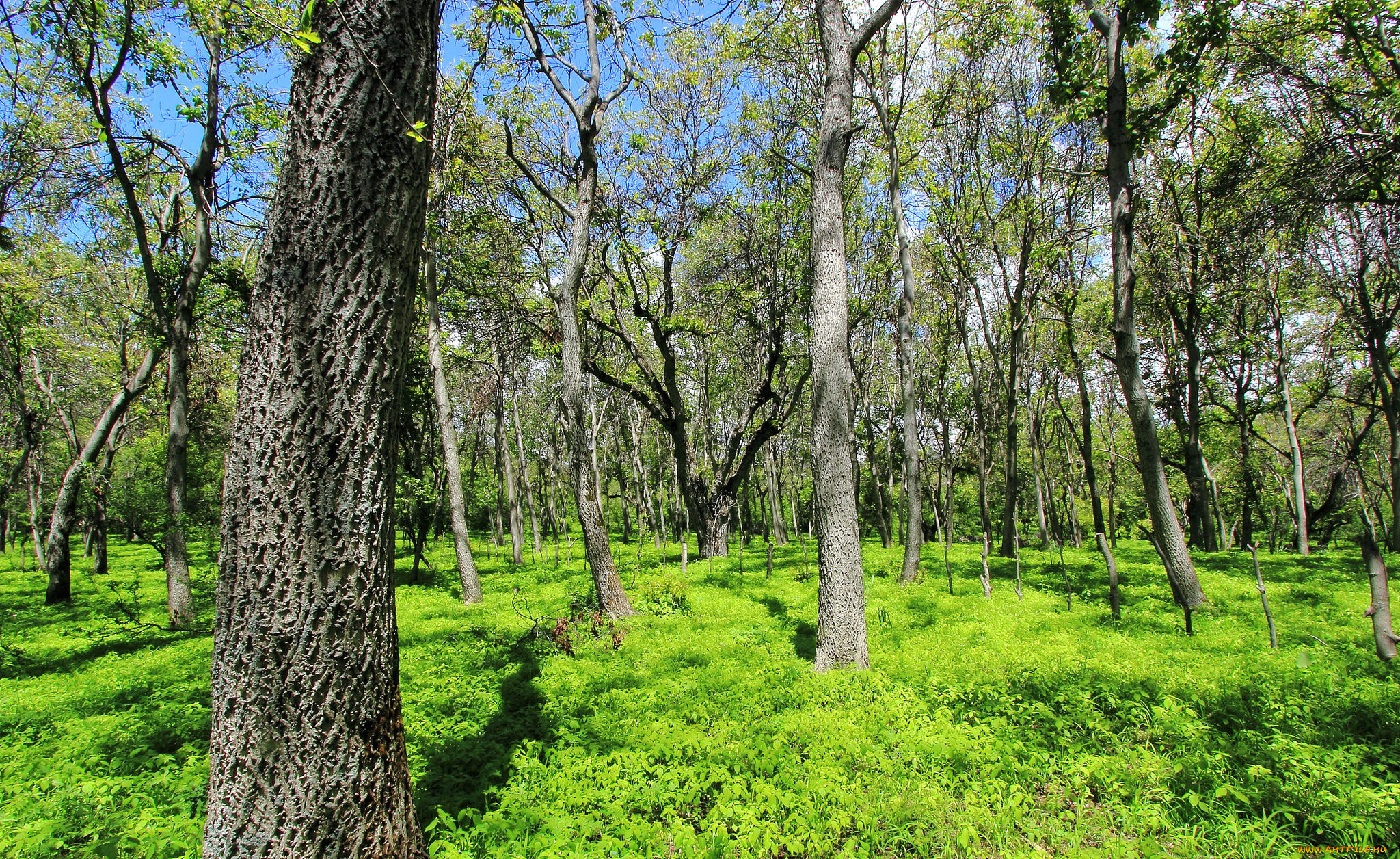 природа, лес, деревья