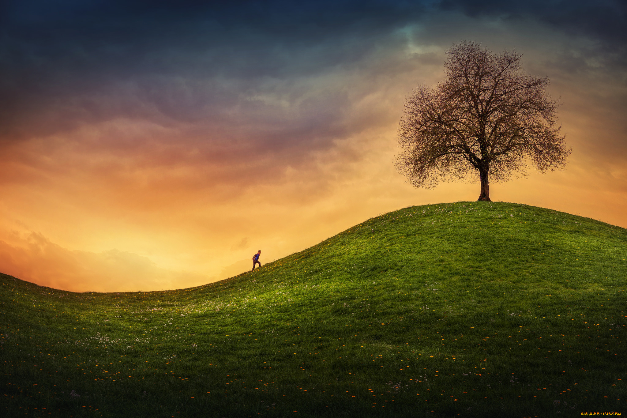 природа, деревья, дерево, холмы