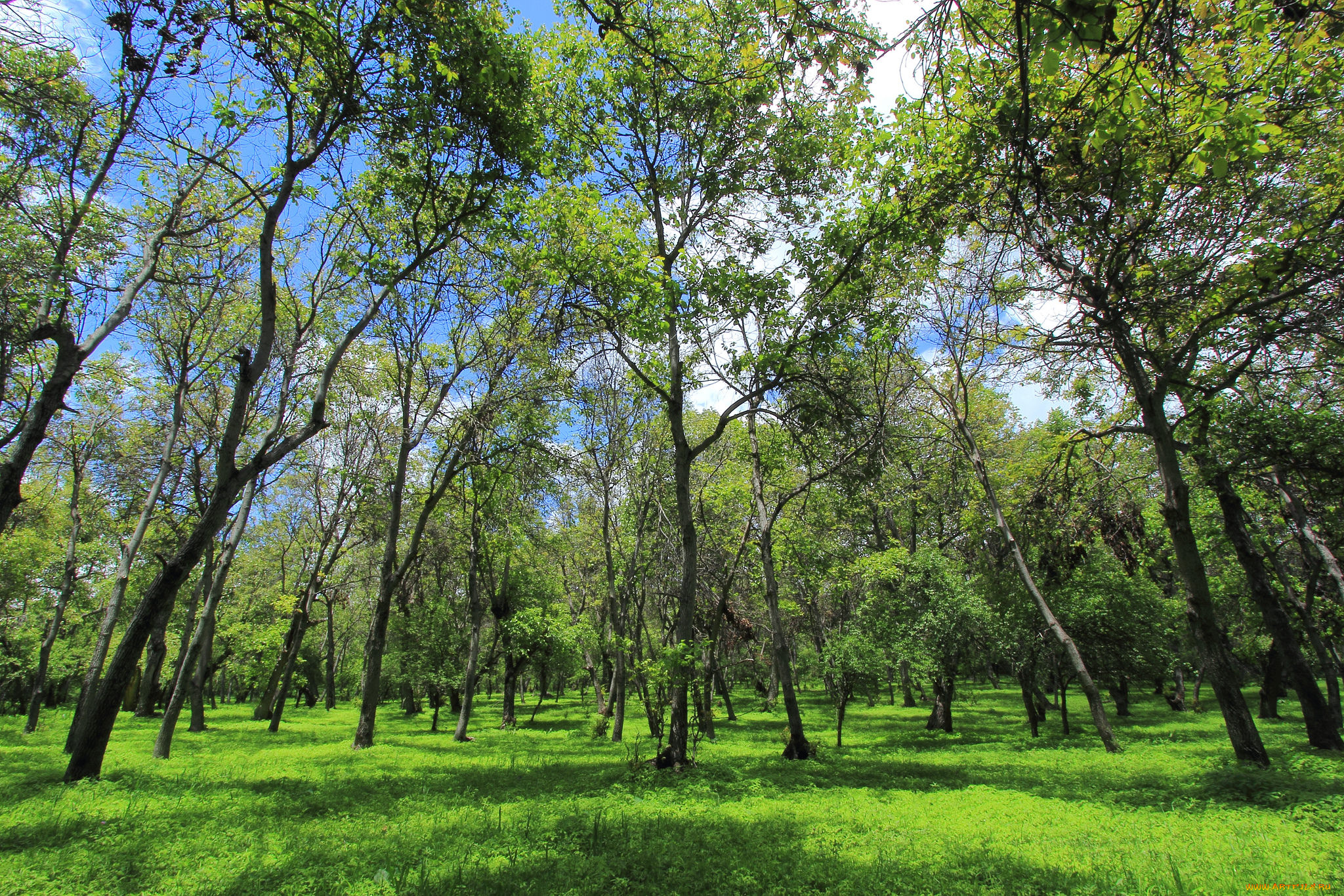 природа, лес, деревья