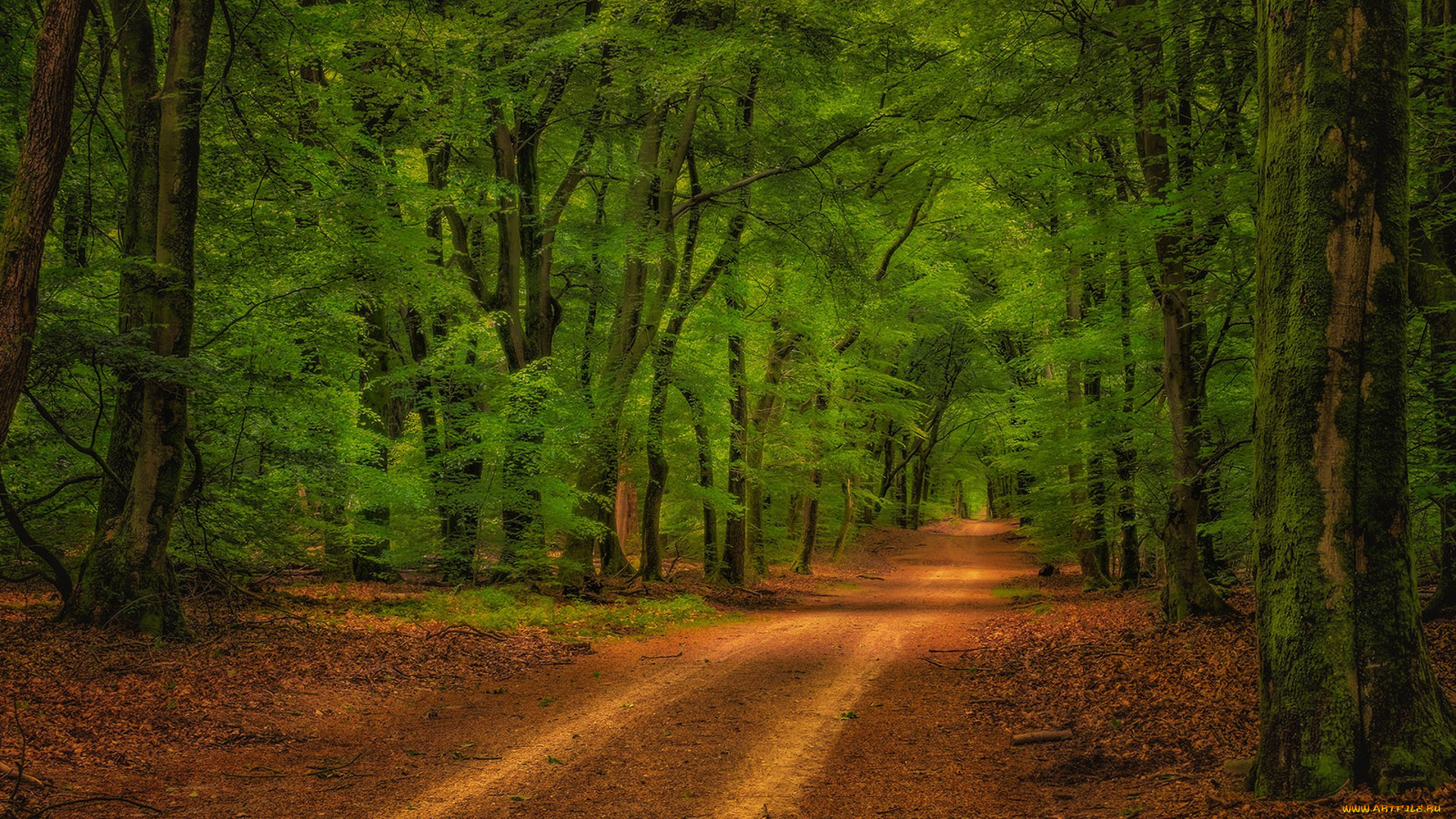 природа, дороги, простор