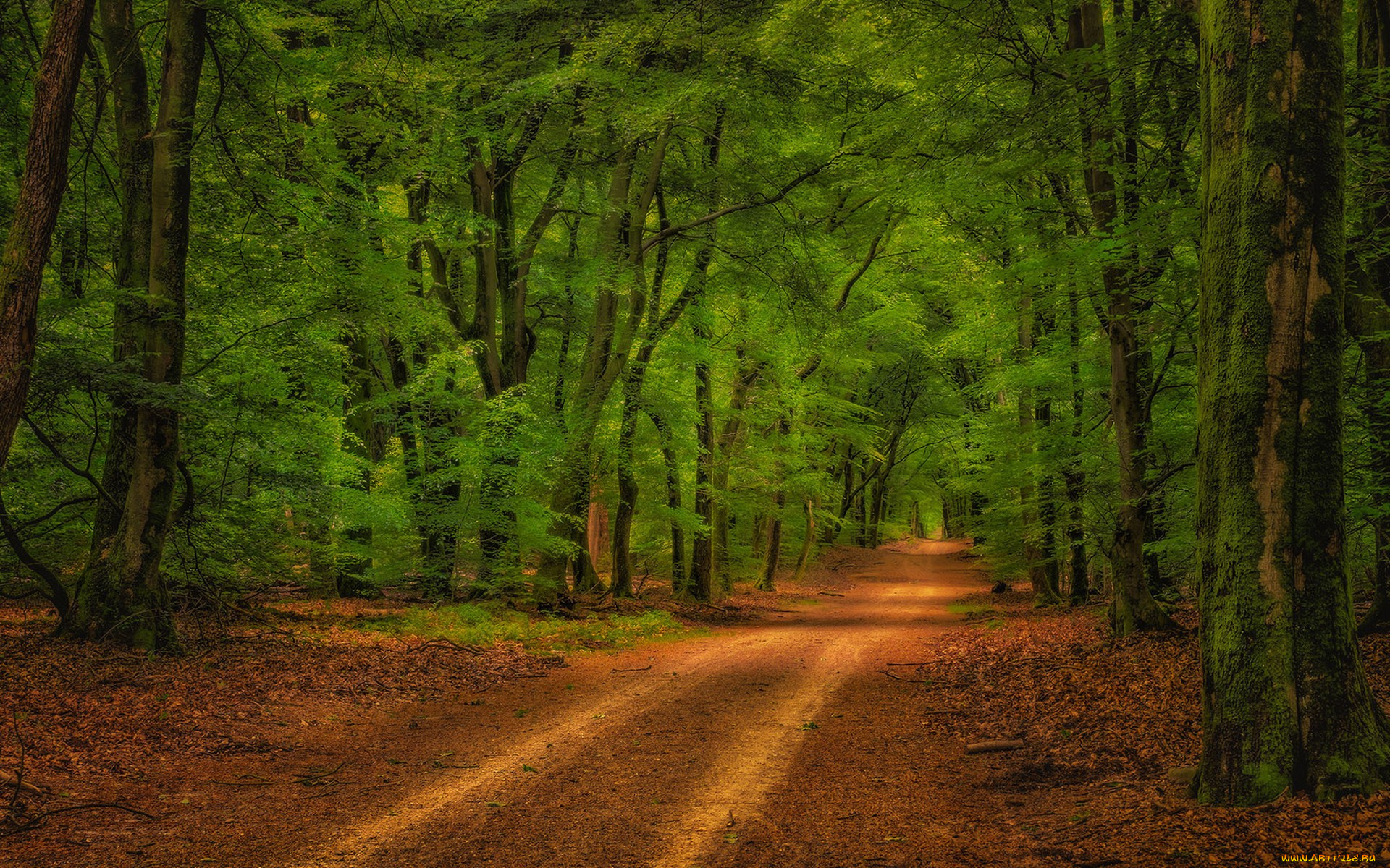 природа, дороги, простор