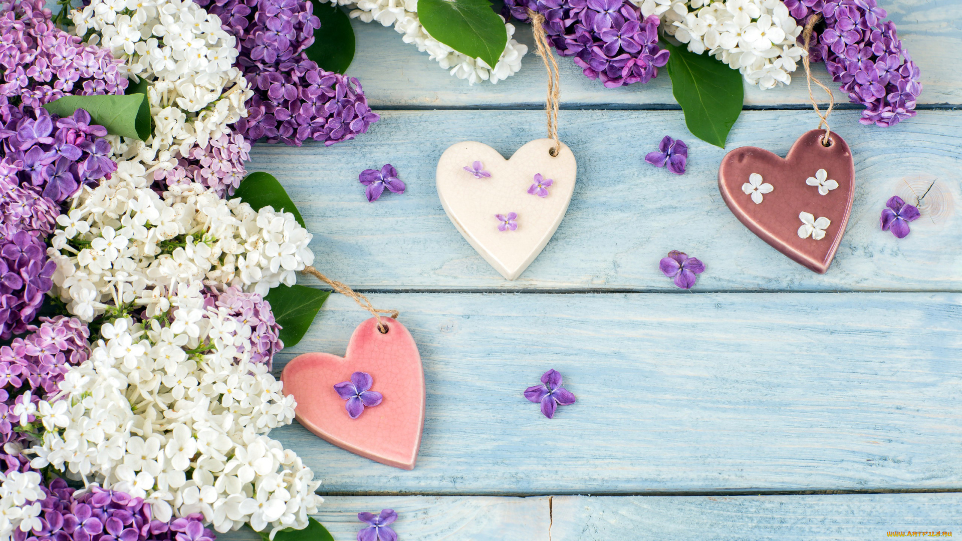 праздничные, день, святого, валентина, , сердечки, , любовь, сердечки, сирень