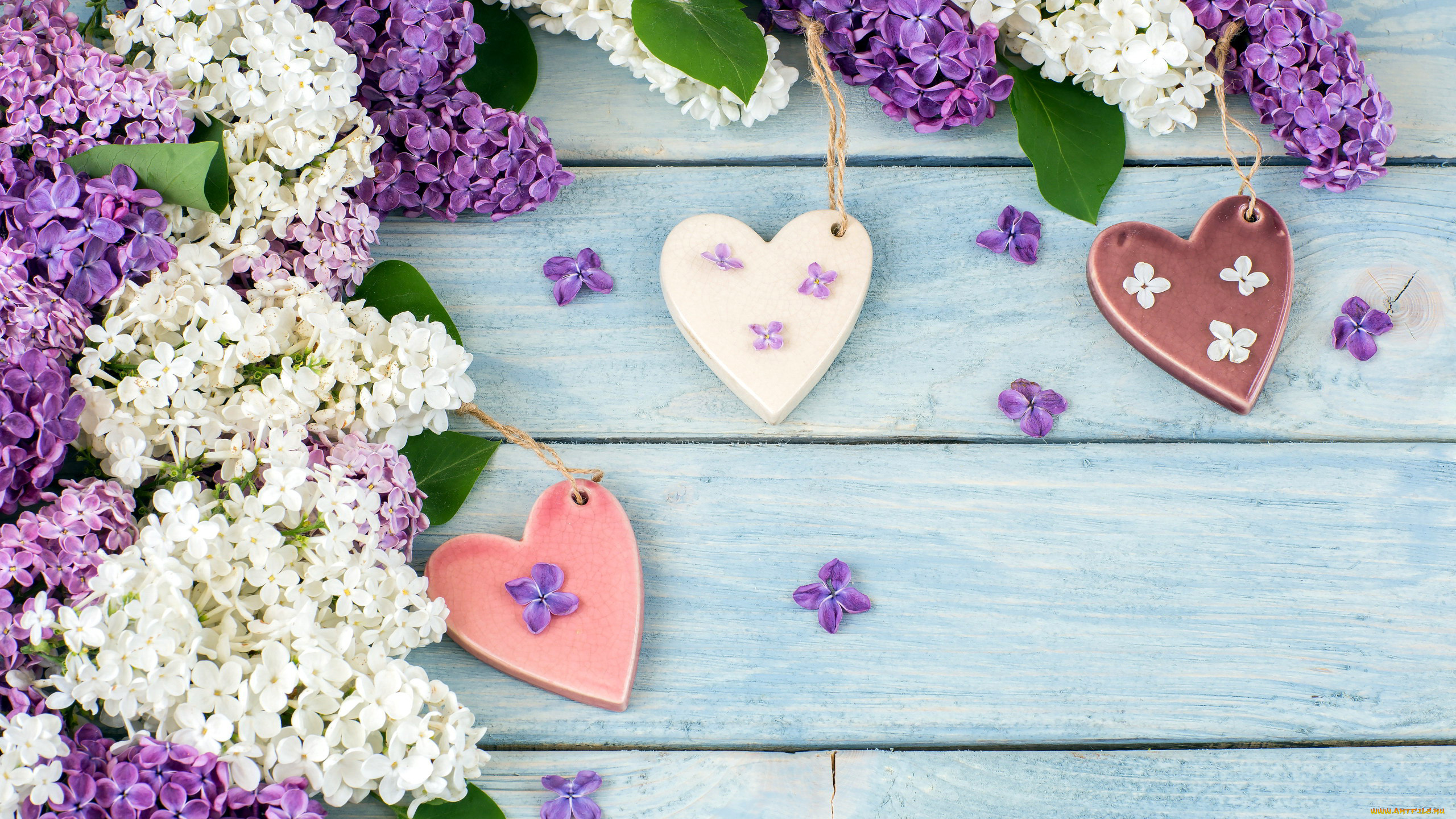 праздничные, день, святого, валентина, , сердечки, , любовь, сердечки, сирень