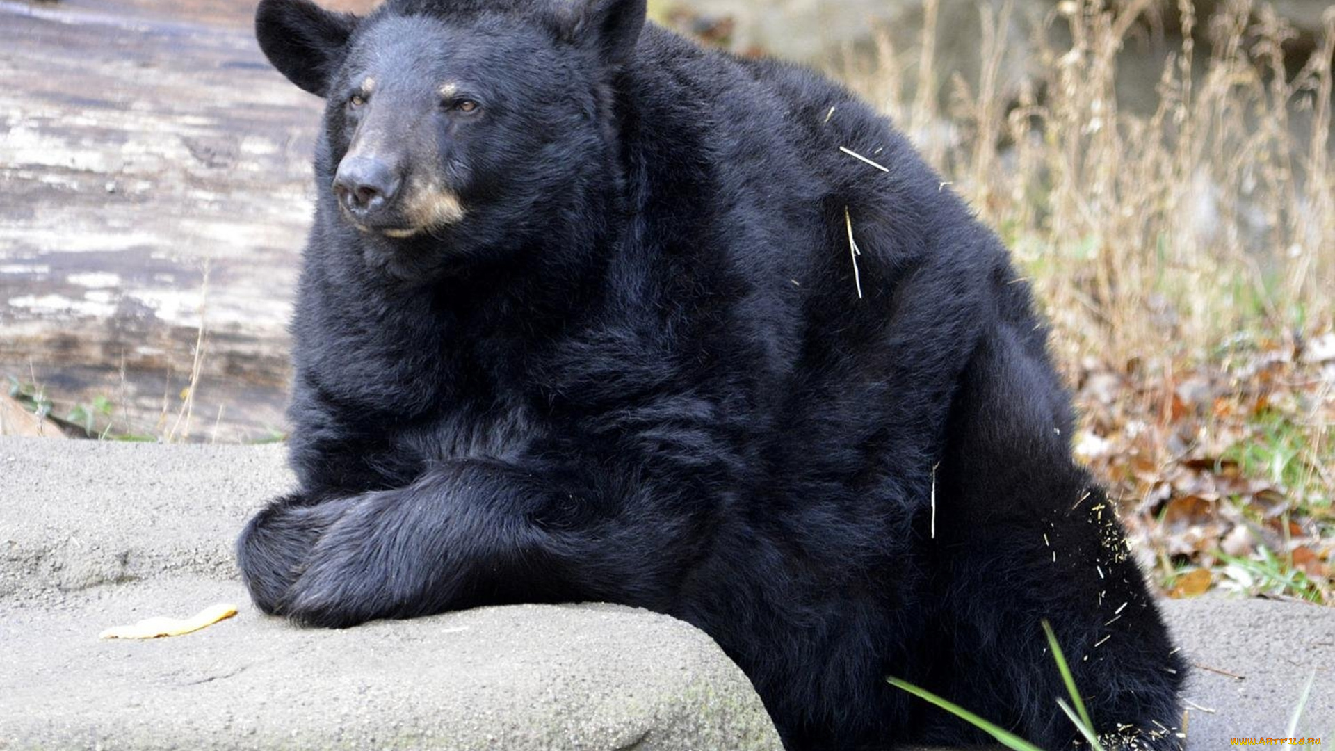 барибал, животные, медведи, медведь, чёрный, хищник
