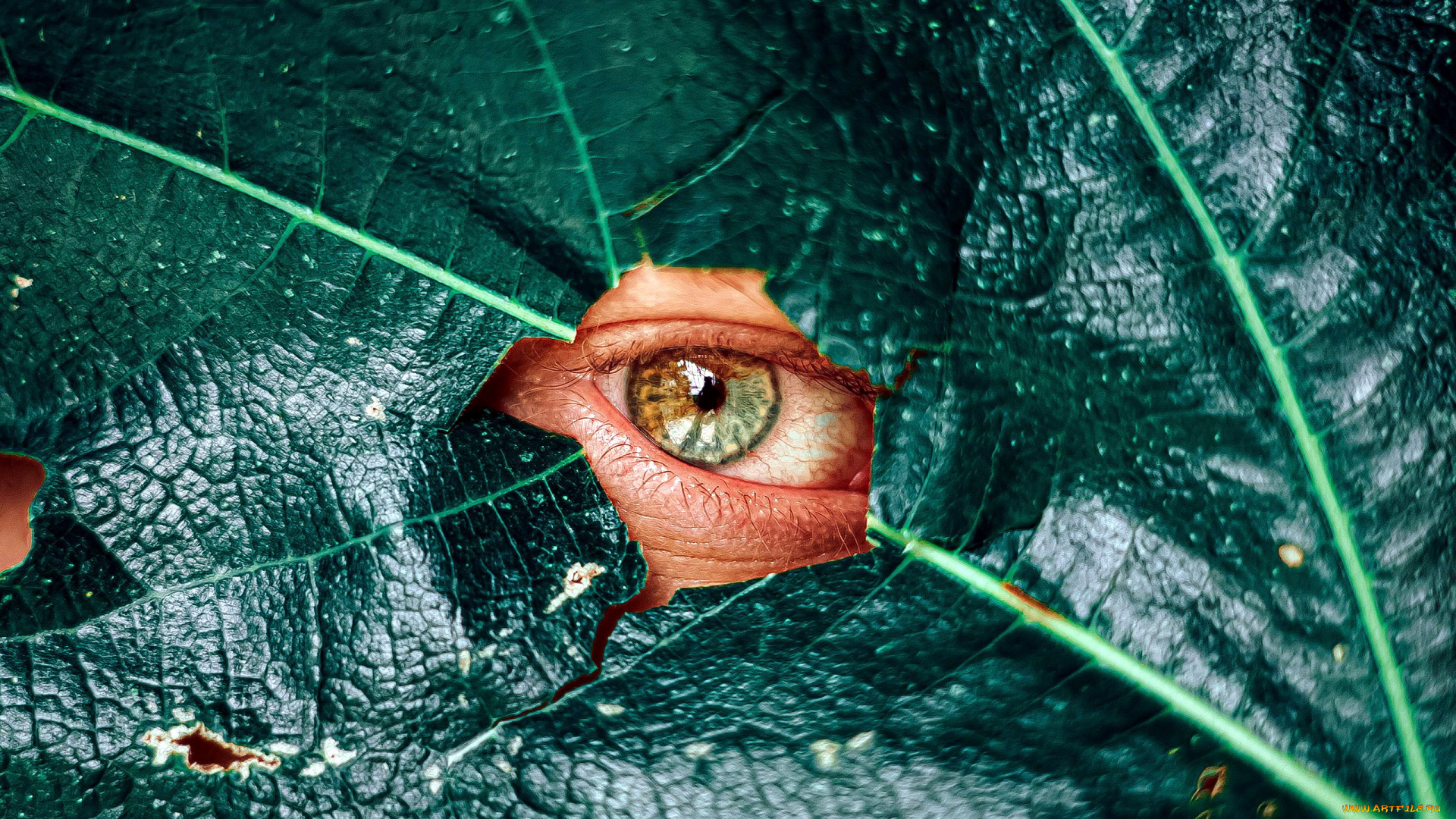 разное, глаза, глаз