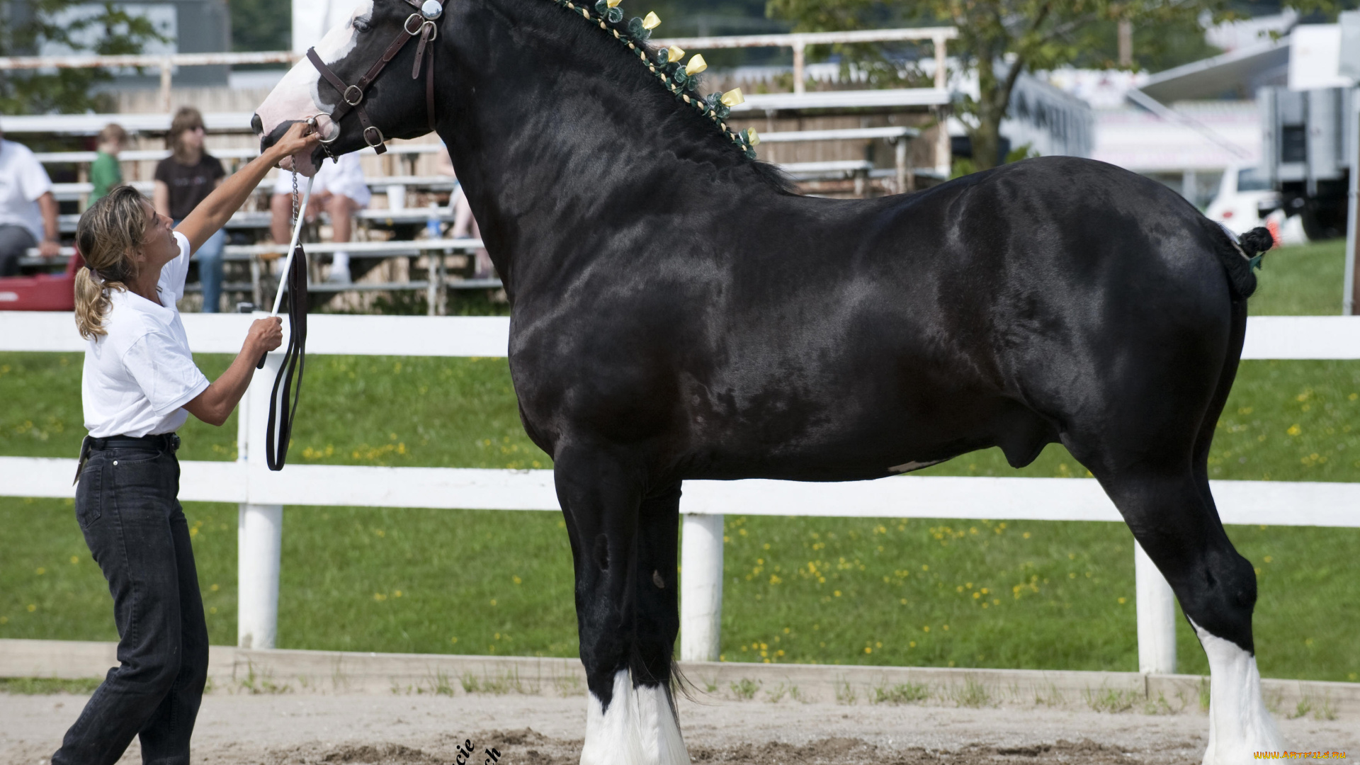 животные, лошади, конь, девушка, выставка