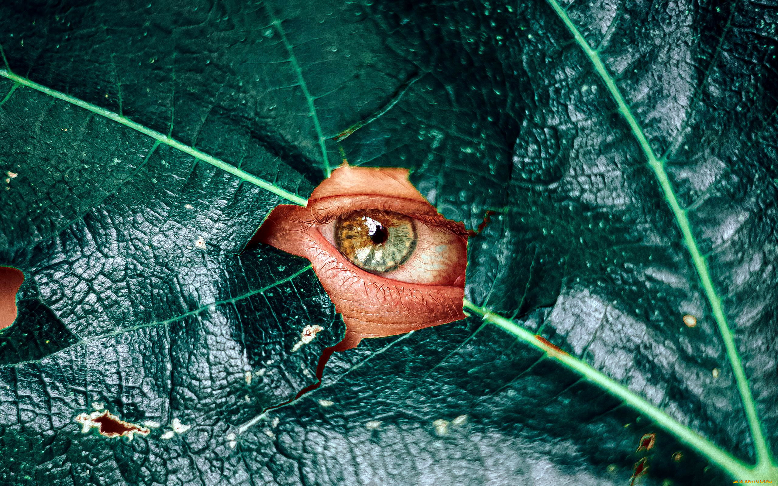 разное, глаза, глаз