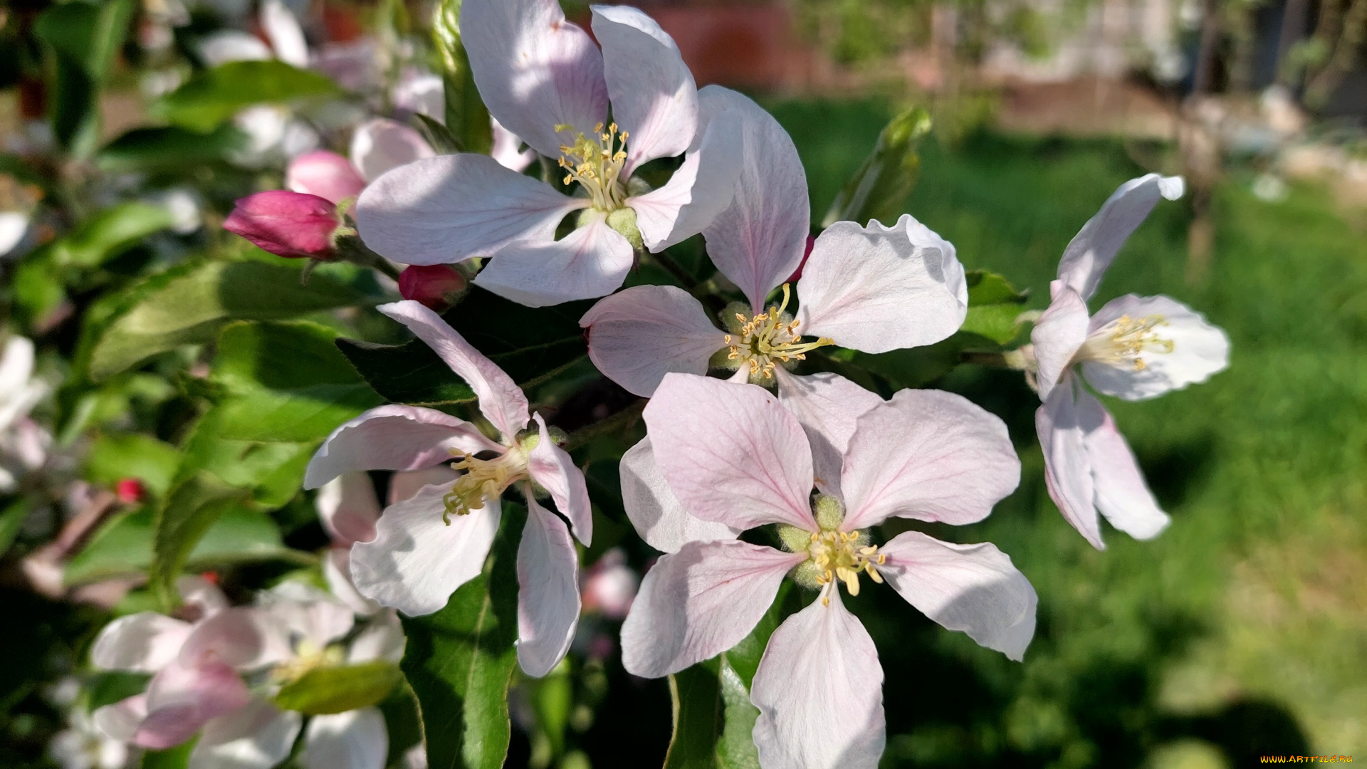 цветы, цветущие, деревья, , , кустарники, яблоня, цветение, весна, 2022