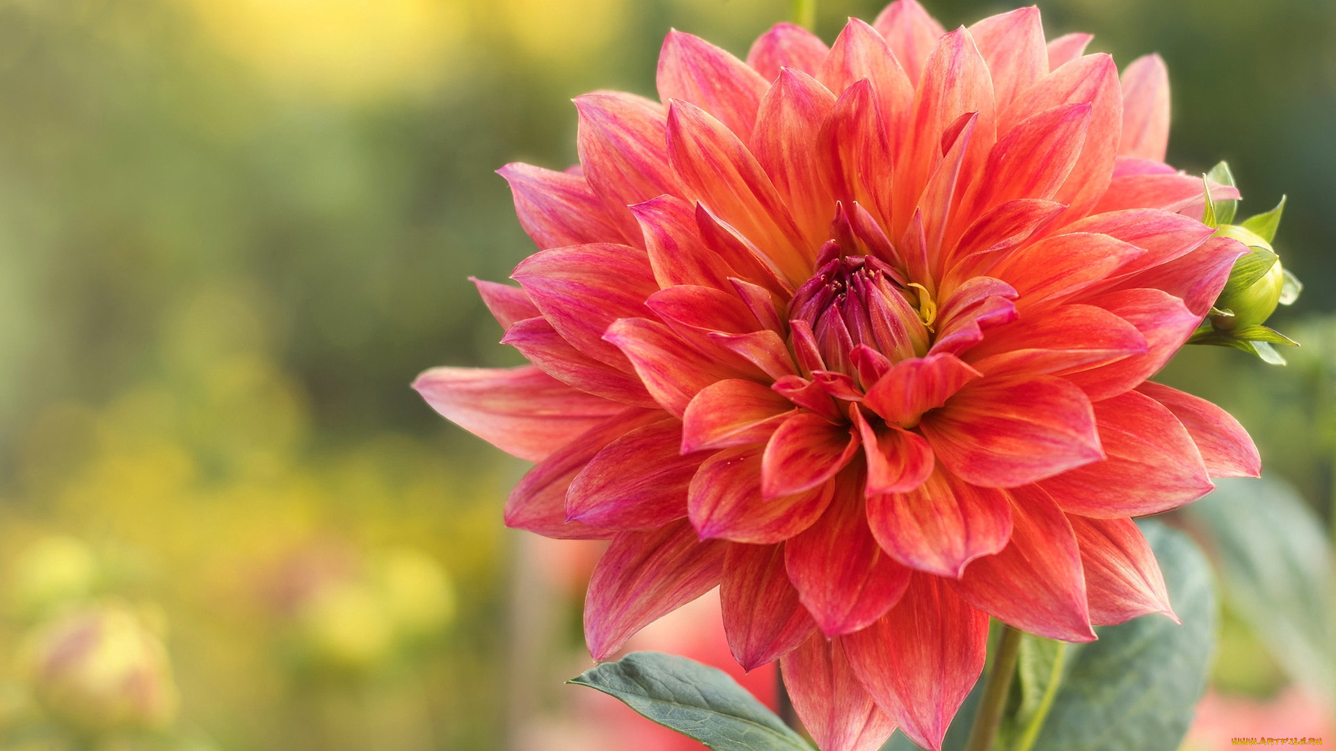 цветы, георгины, георгин, макро