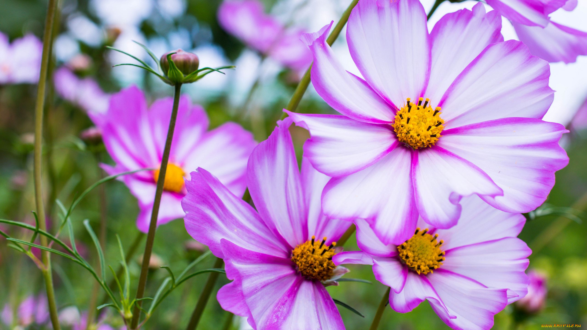 цветы, космея, бело-розовая, макро