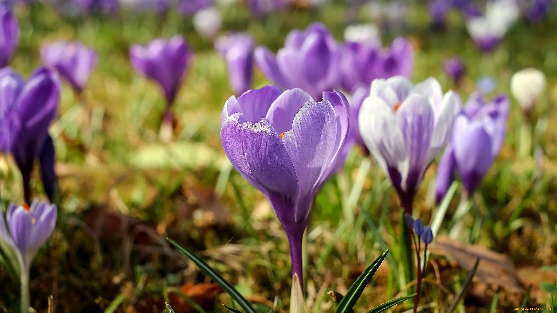цветы, крокусы, весна, первоцветы, лиловые