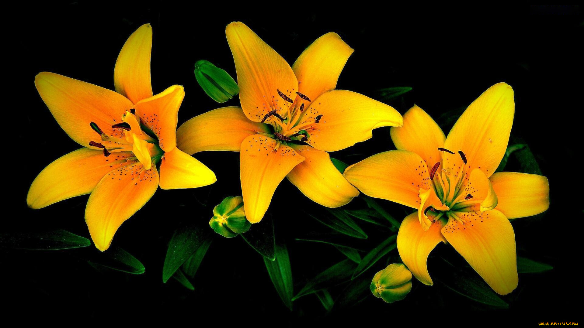 цветы, лилии, , лилейники, желтые, макро