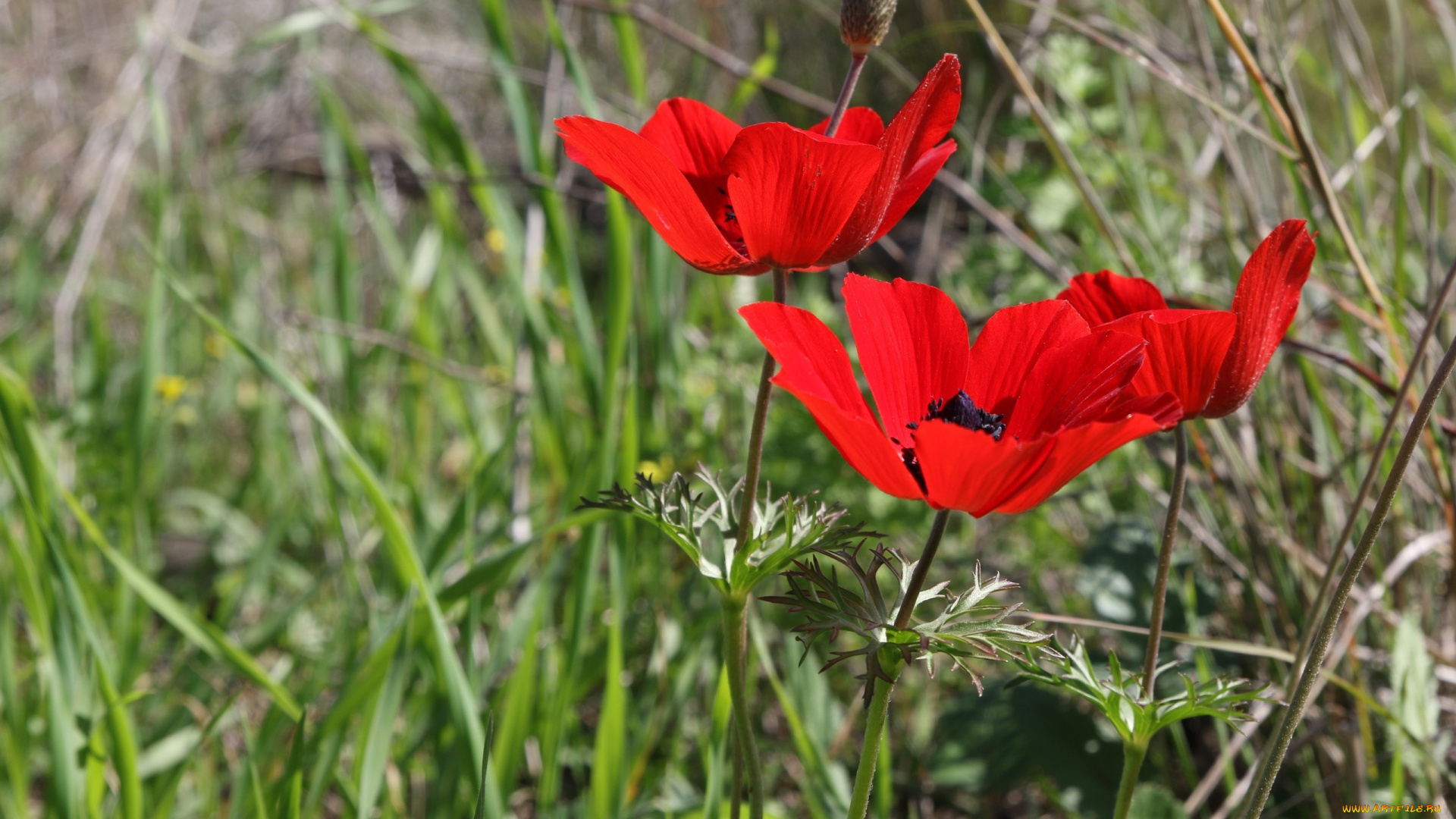 цветы, маки, алые, трио