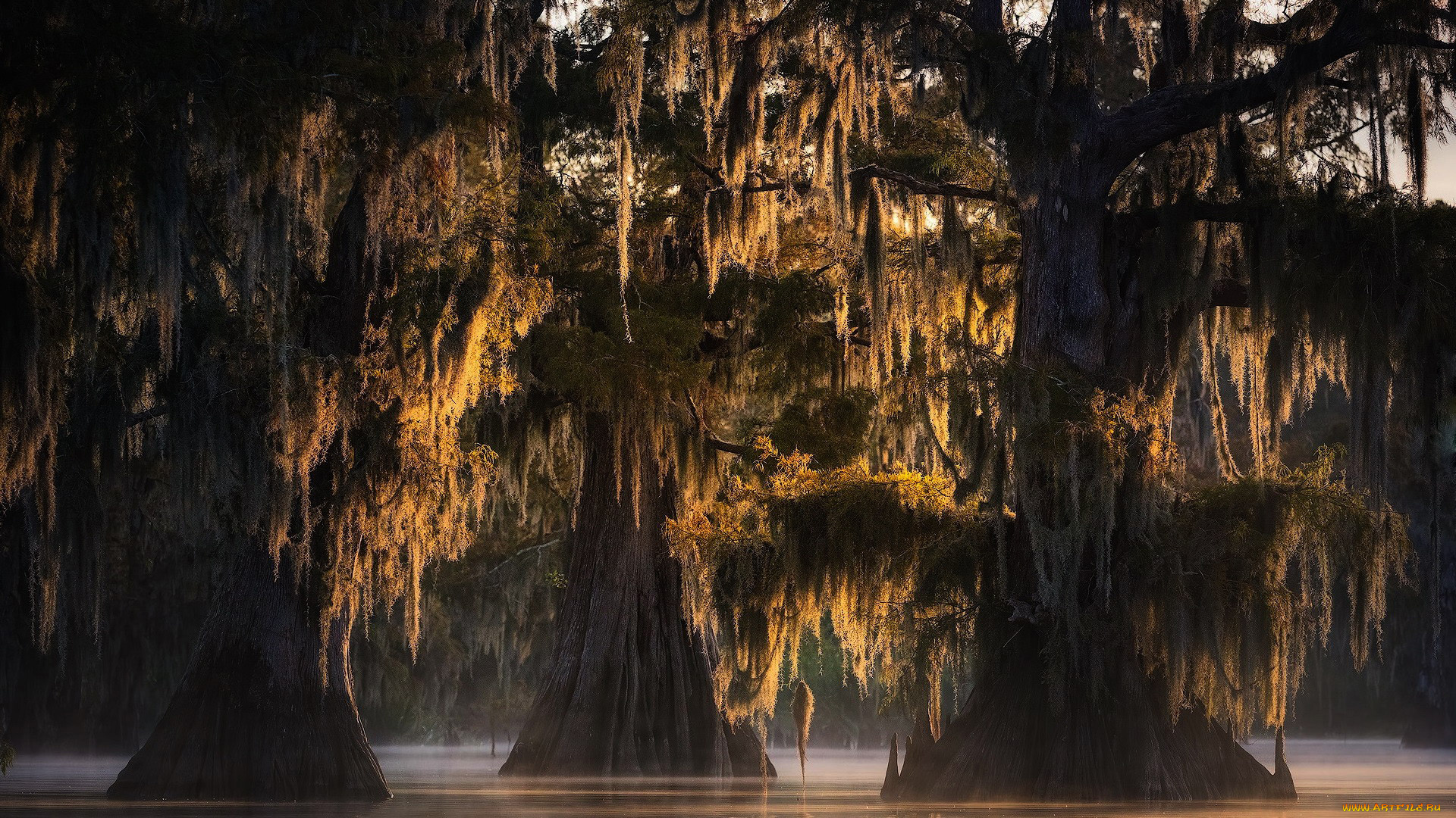 природа, деревья, мощные, стволы