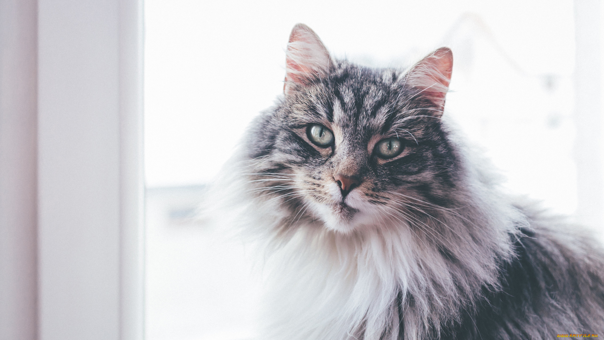 животные, коты, кот, кошка