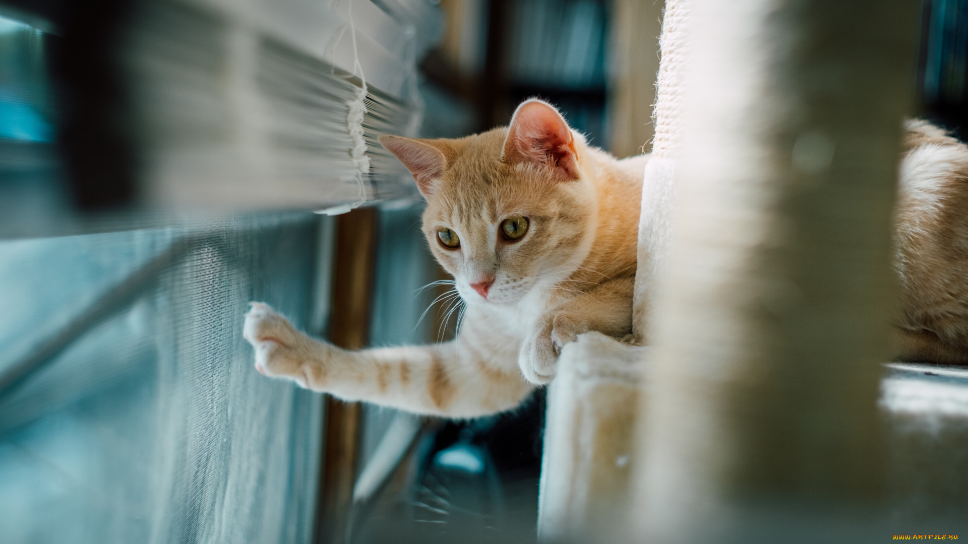 животные, коты, кот, кошка