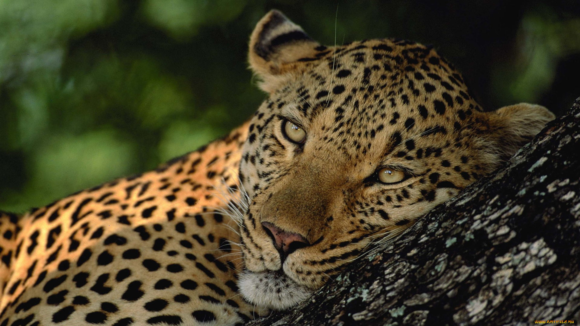животные, леопарды, лежит