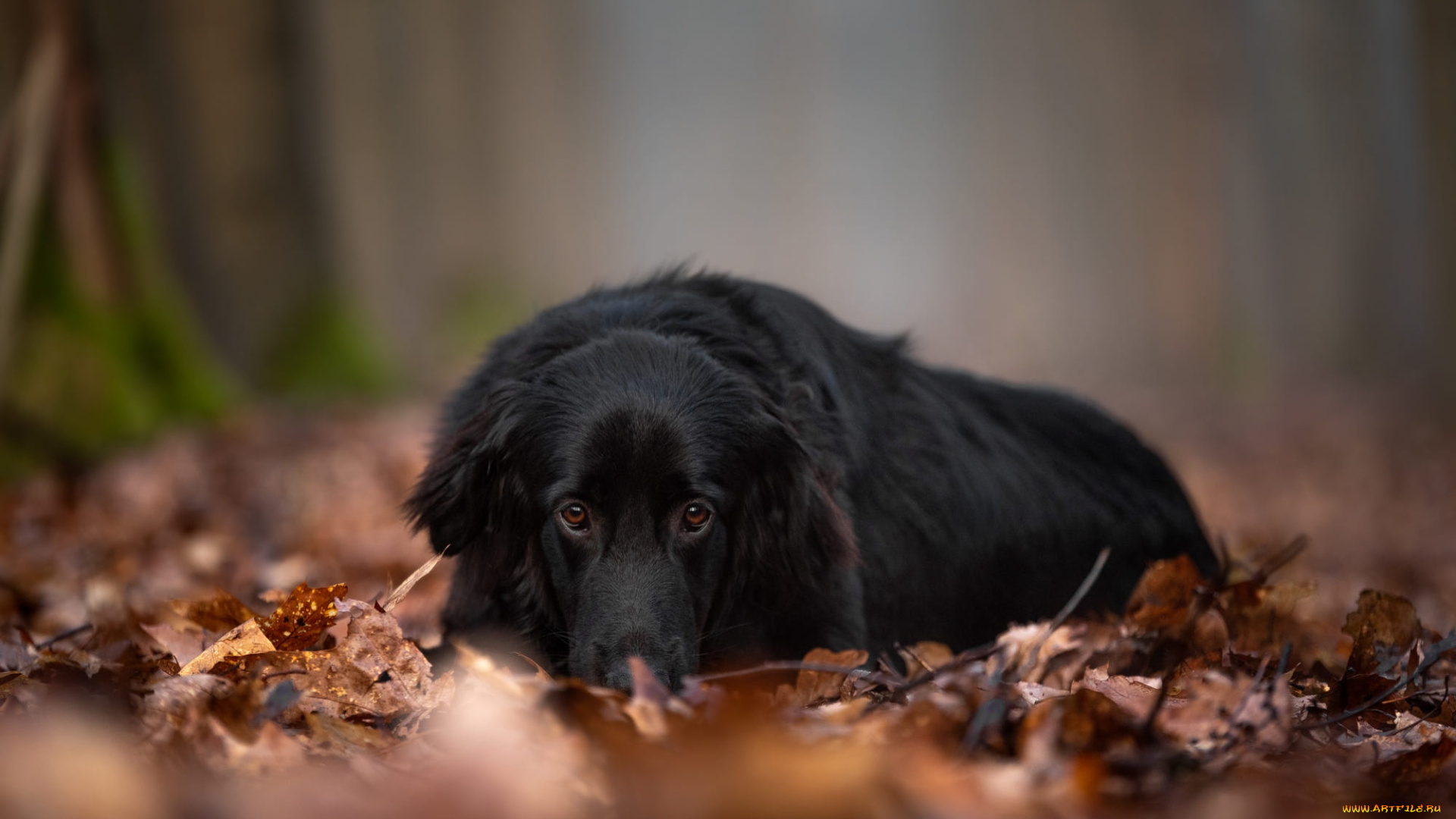животные, собаки, собака