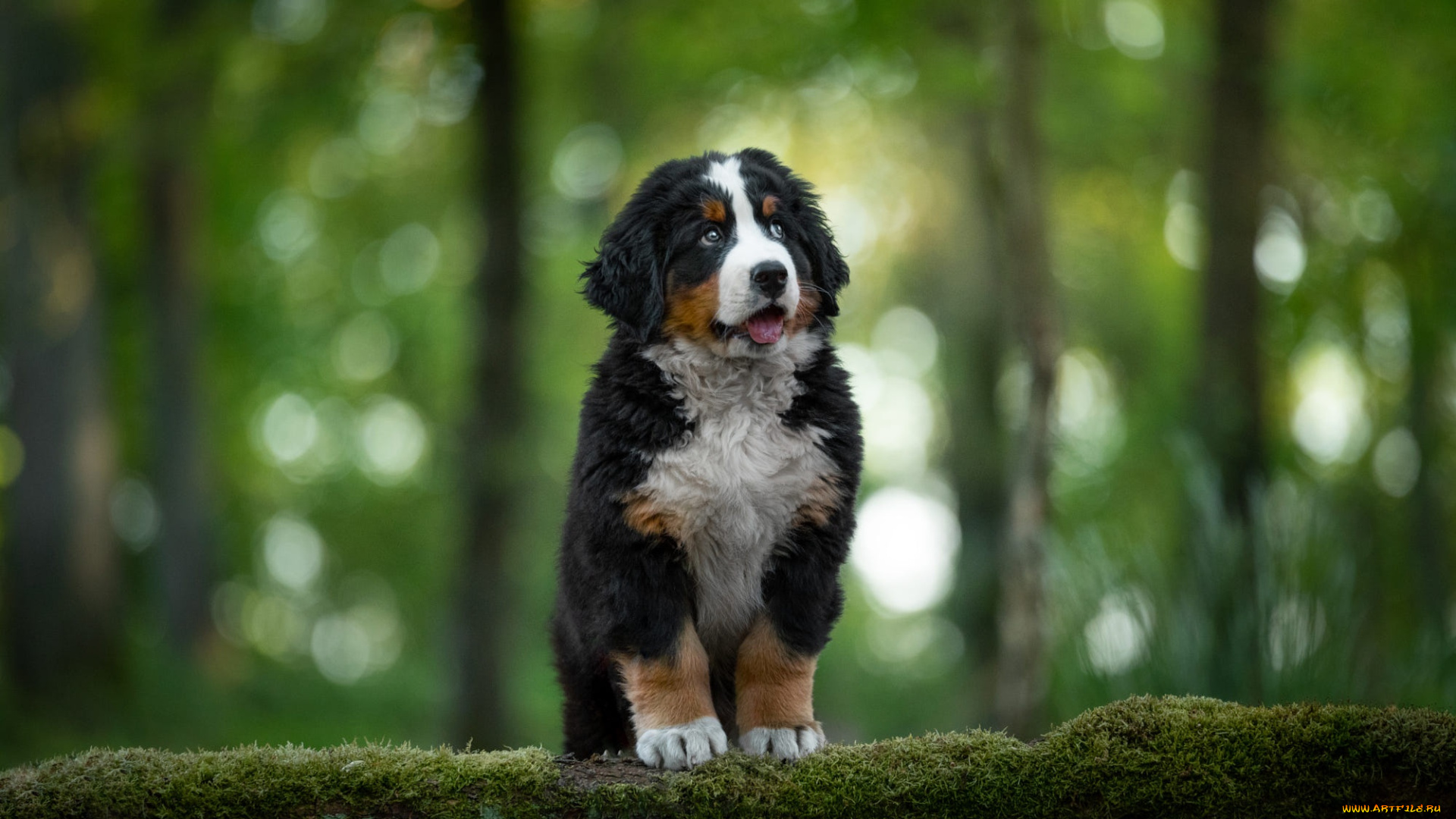 животные, собаки, собака