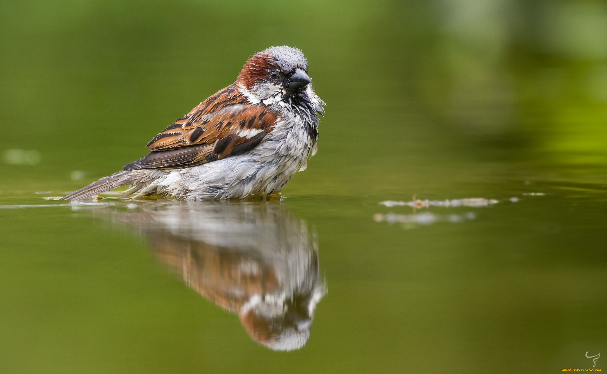 животные, воробьи, воробей