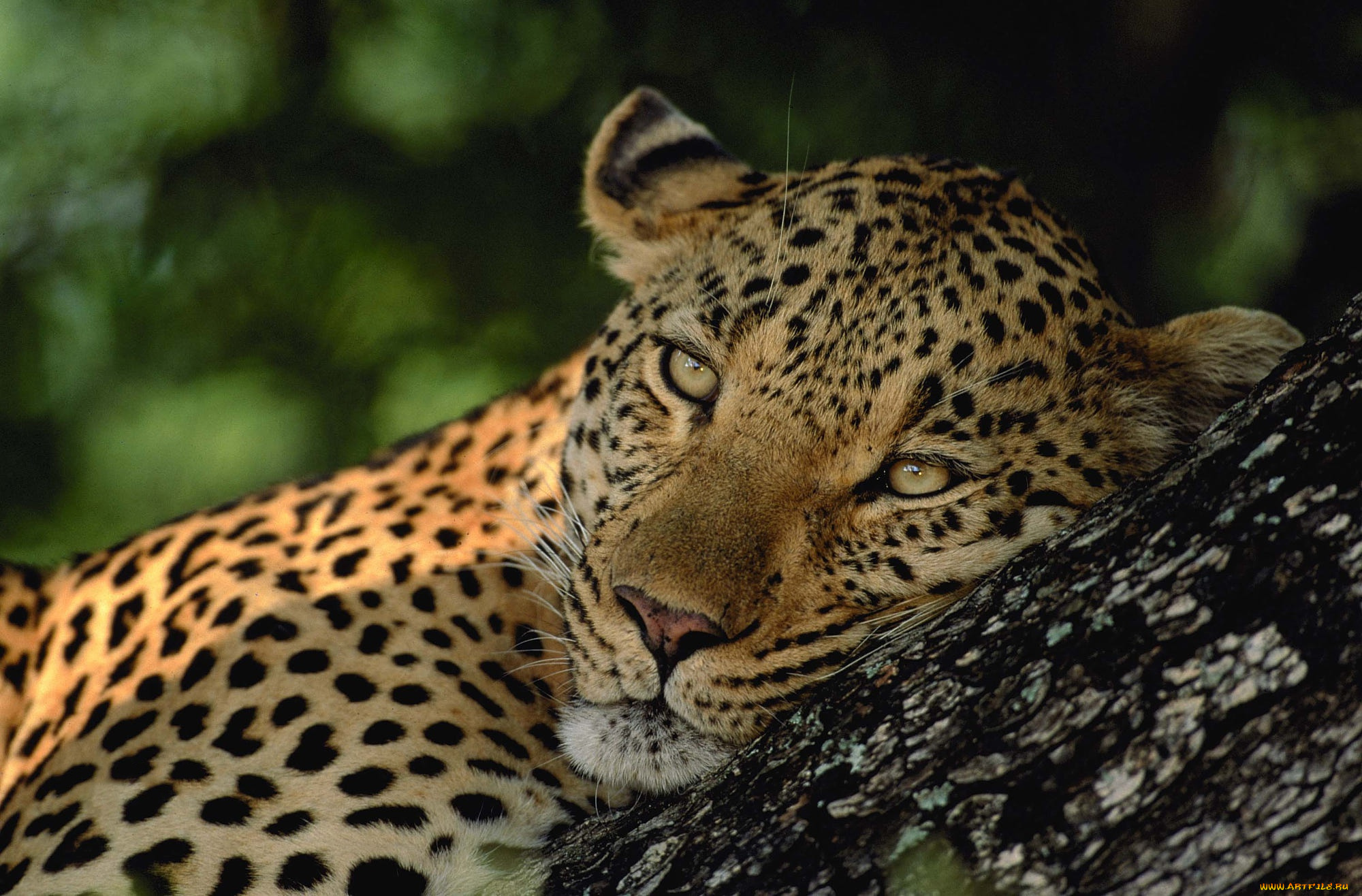 животные, леопарды, лежит